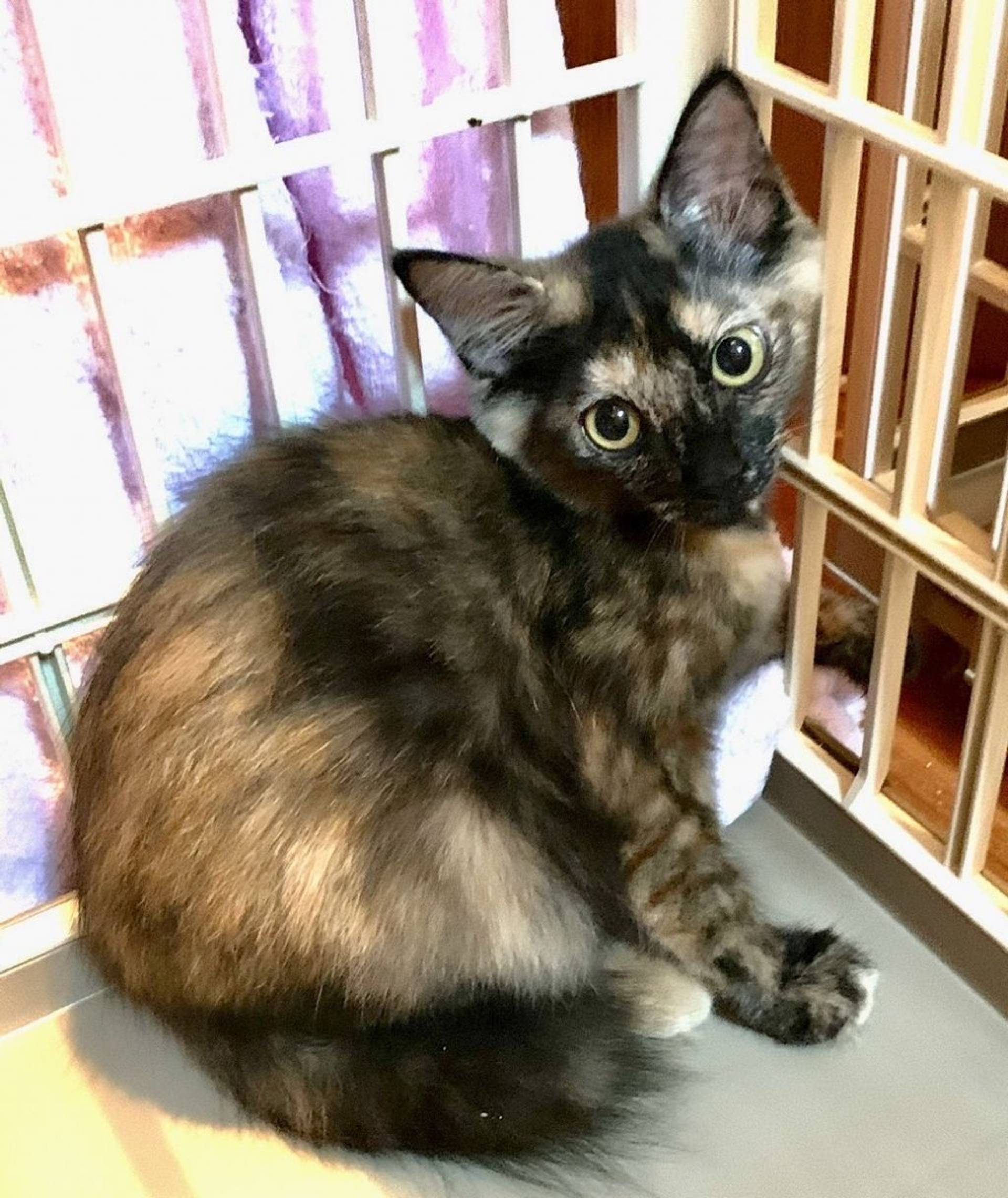 雑種（ミックス猫）・メスの里親募集の写真