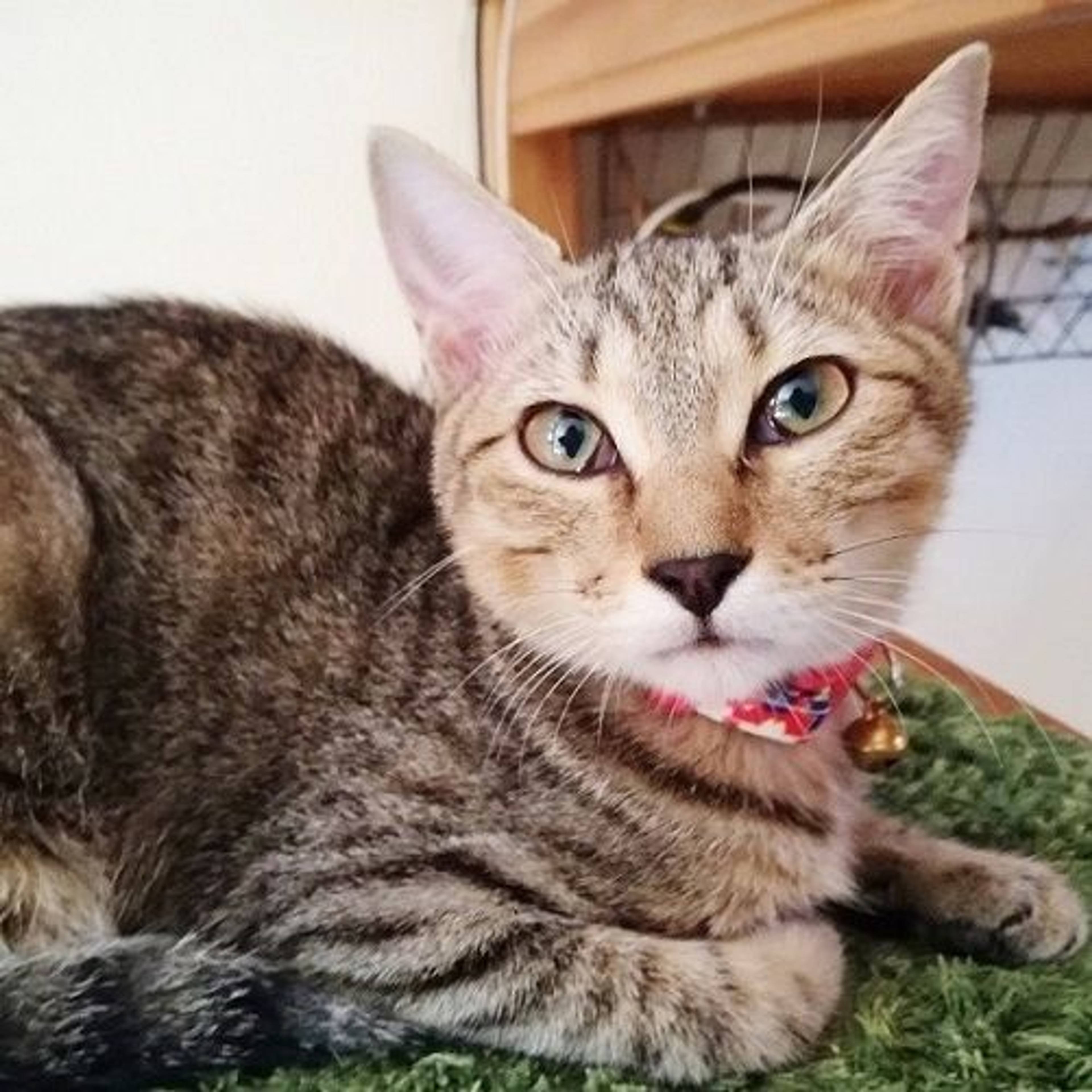 雑種（ミックス猫）・メスの里親募集の写真
