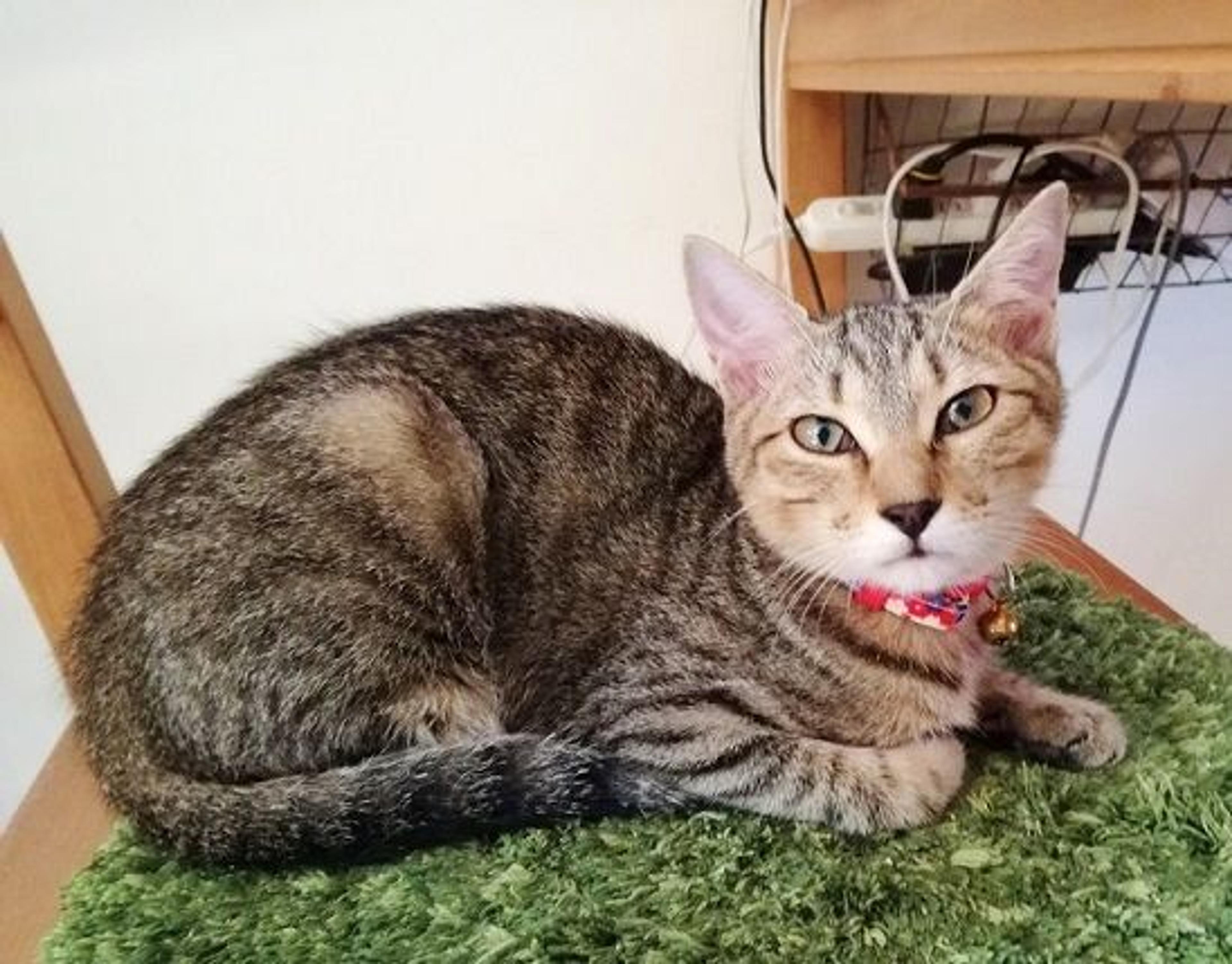 pet-image-2