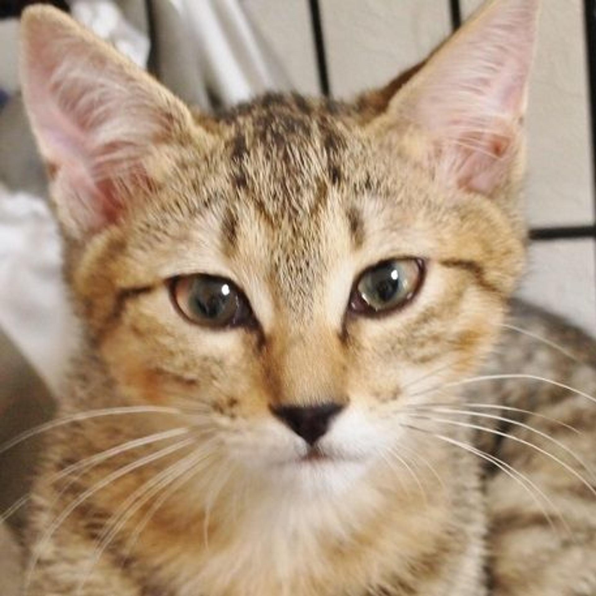 pet-image-3