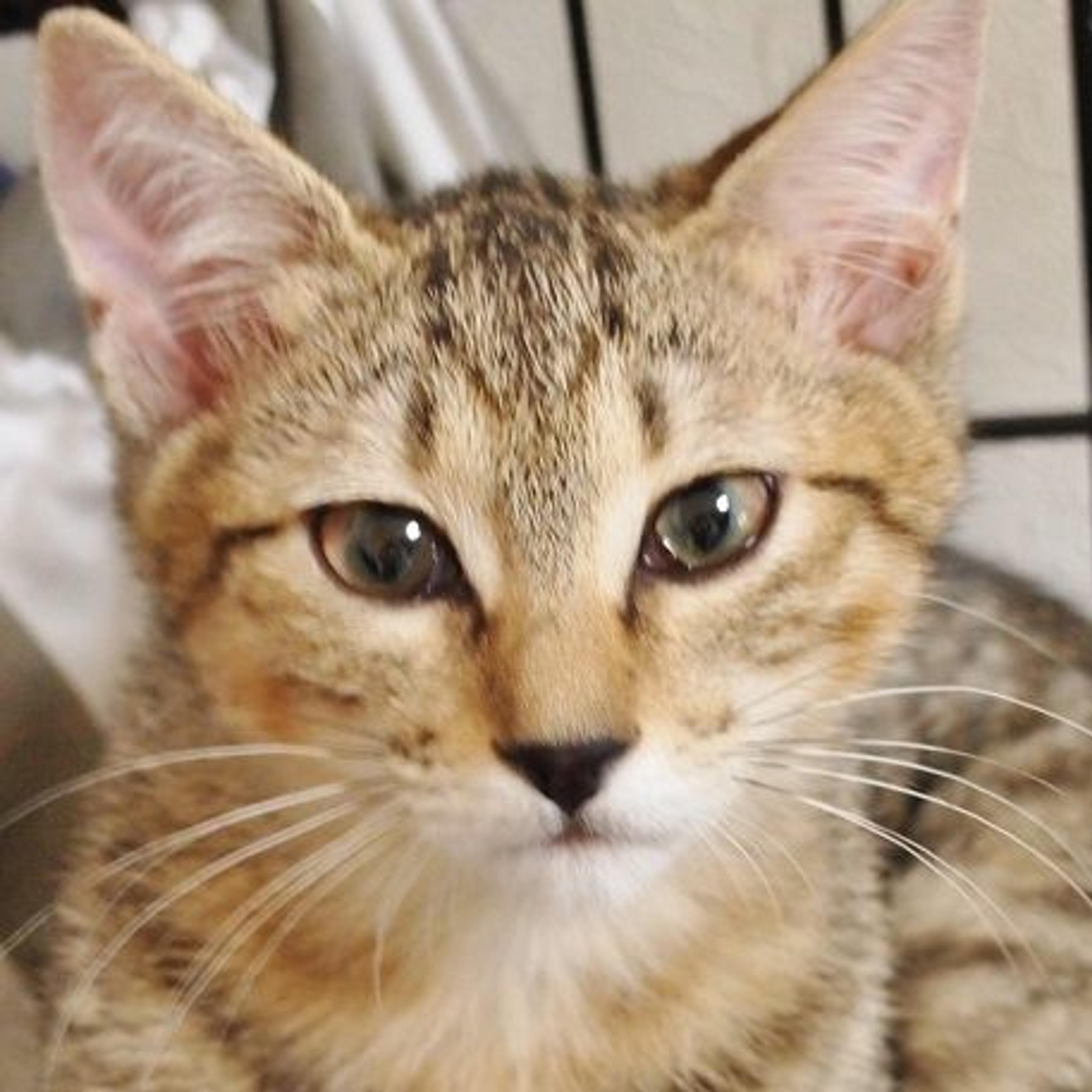 pet-image-3