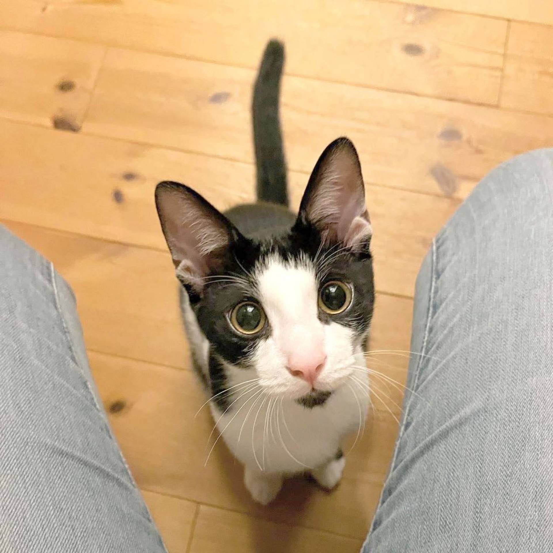 雑種（ミックス猫）・オスの里親募集の写真