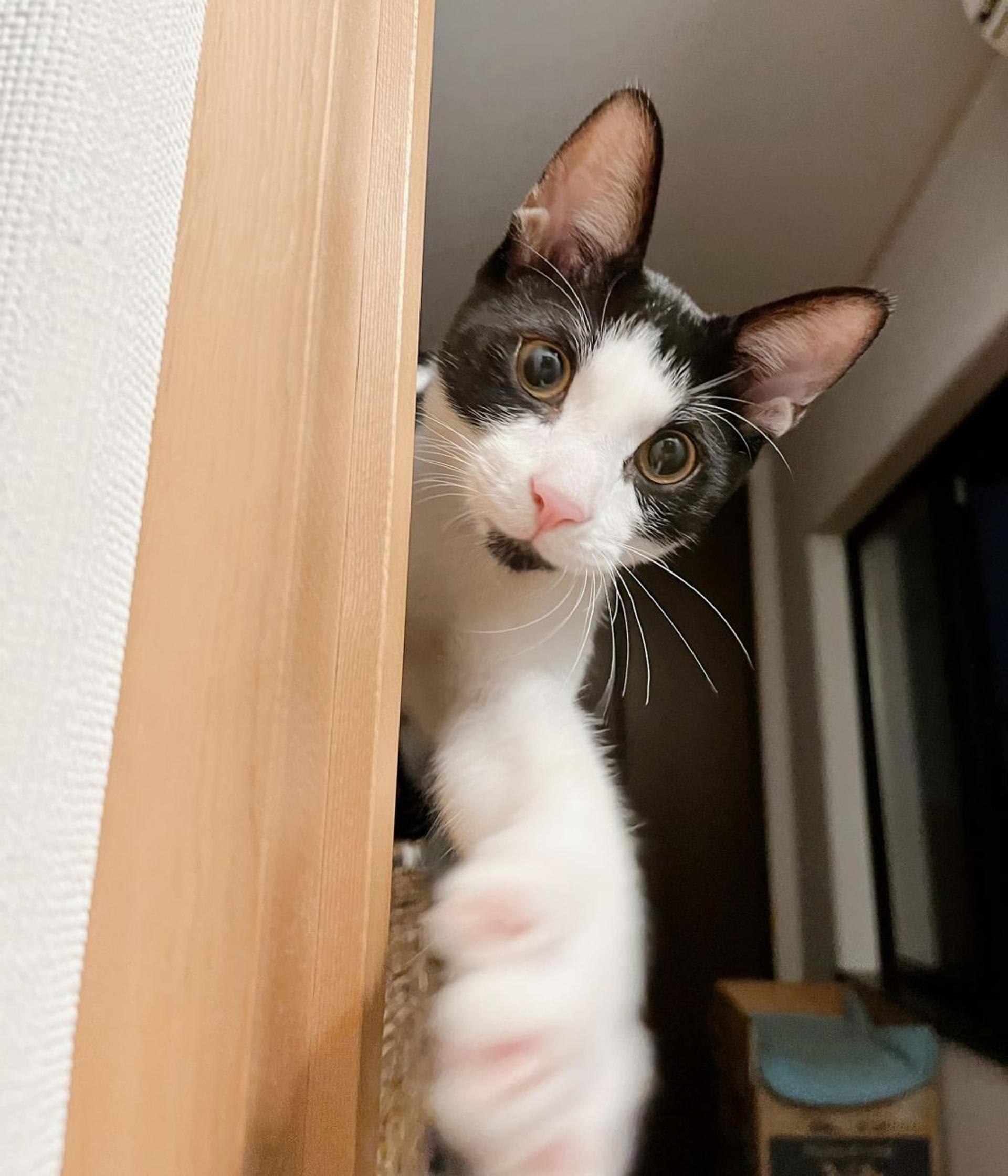 pet-image-5