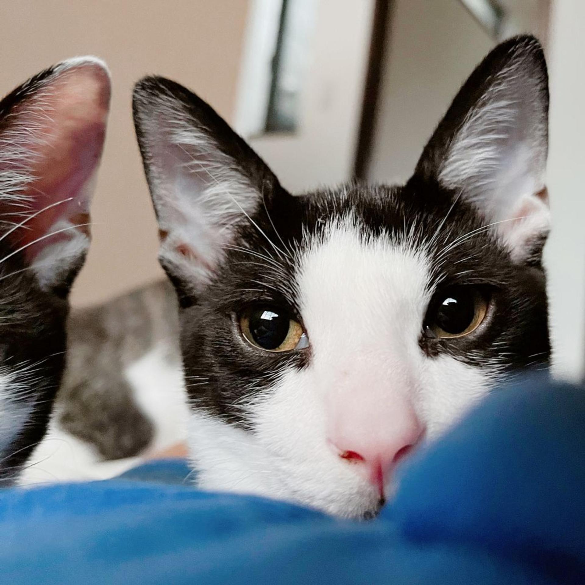 pet-image-6