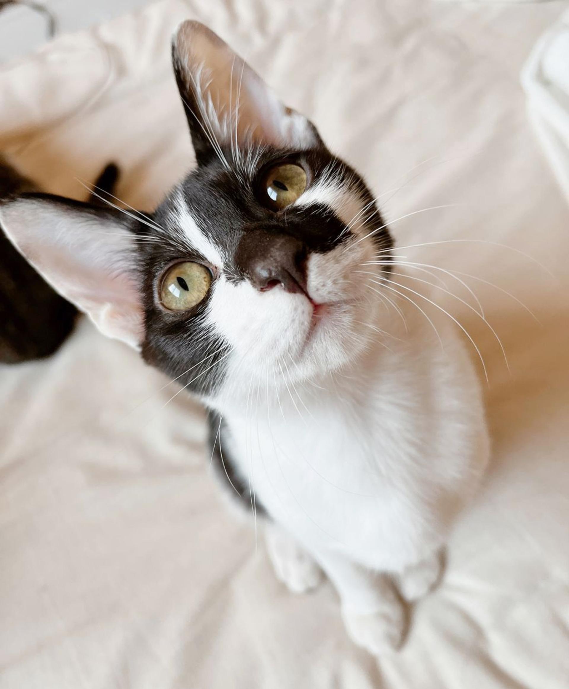 pet-image-3