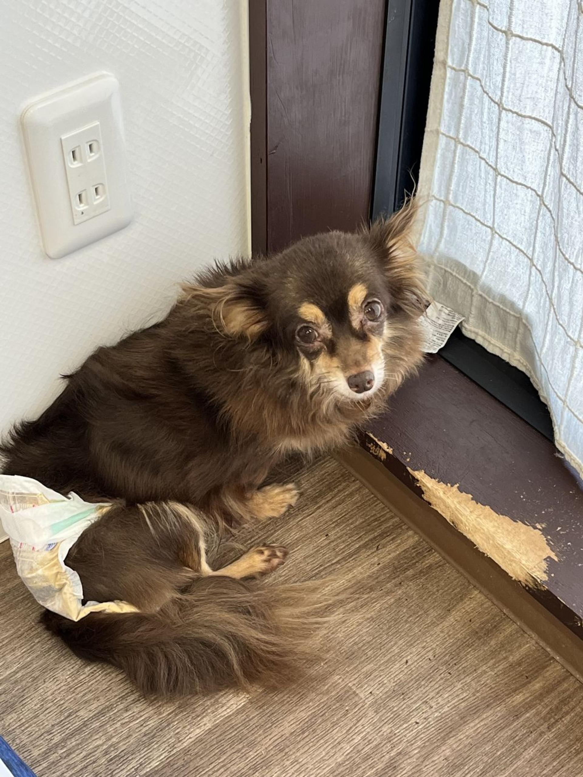 pet-image-3