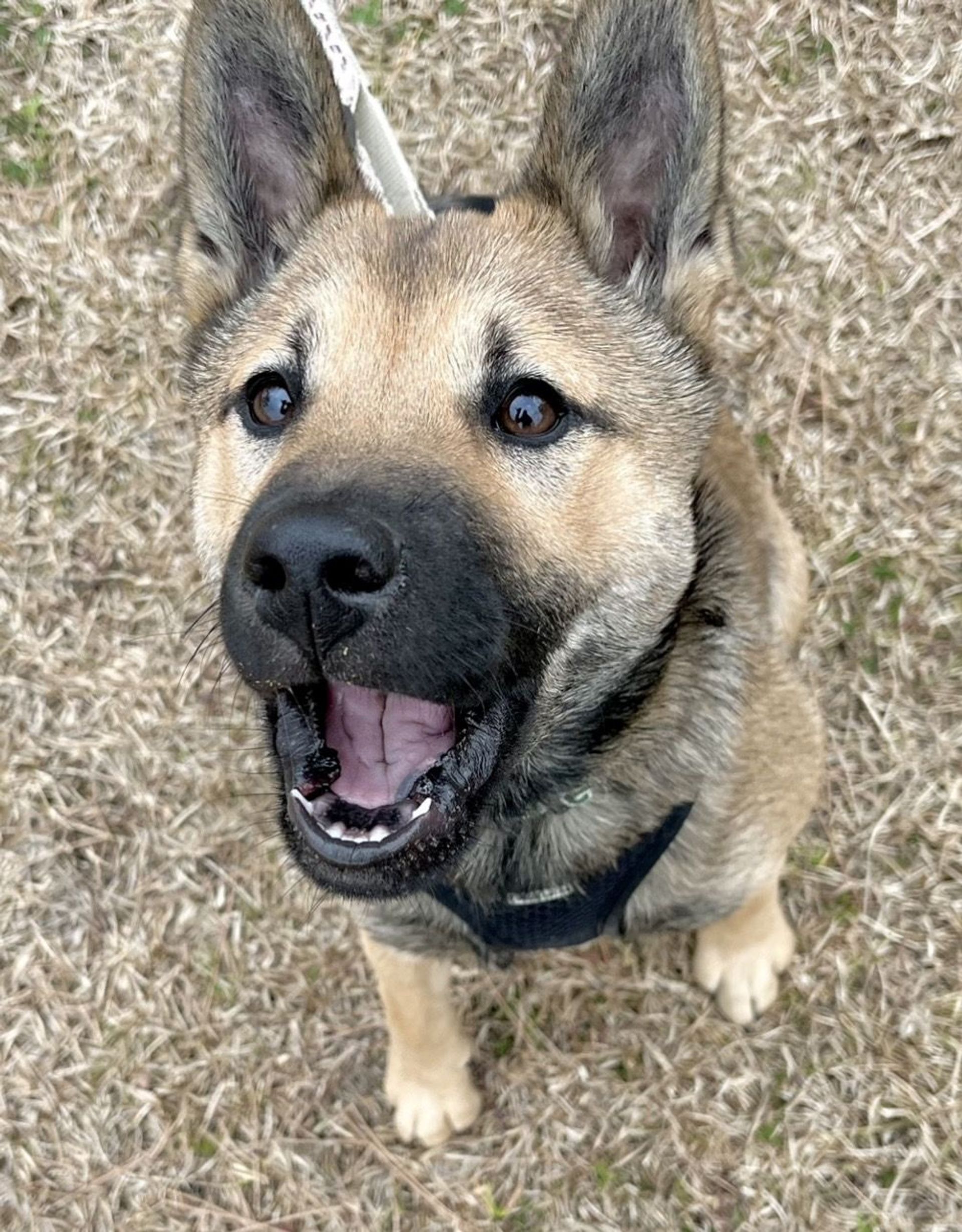 雑種（ミックス犬）・オスの里親募集の写真