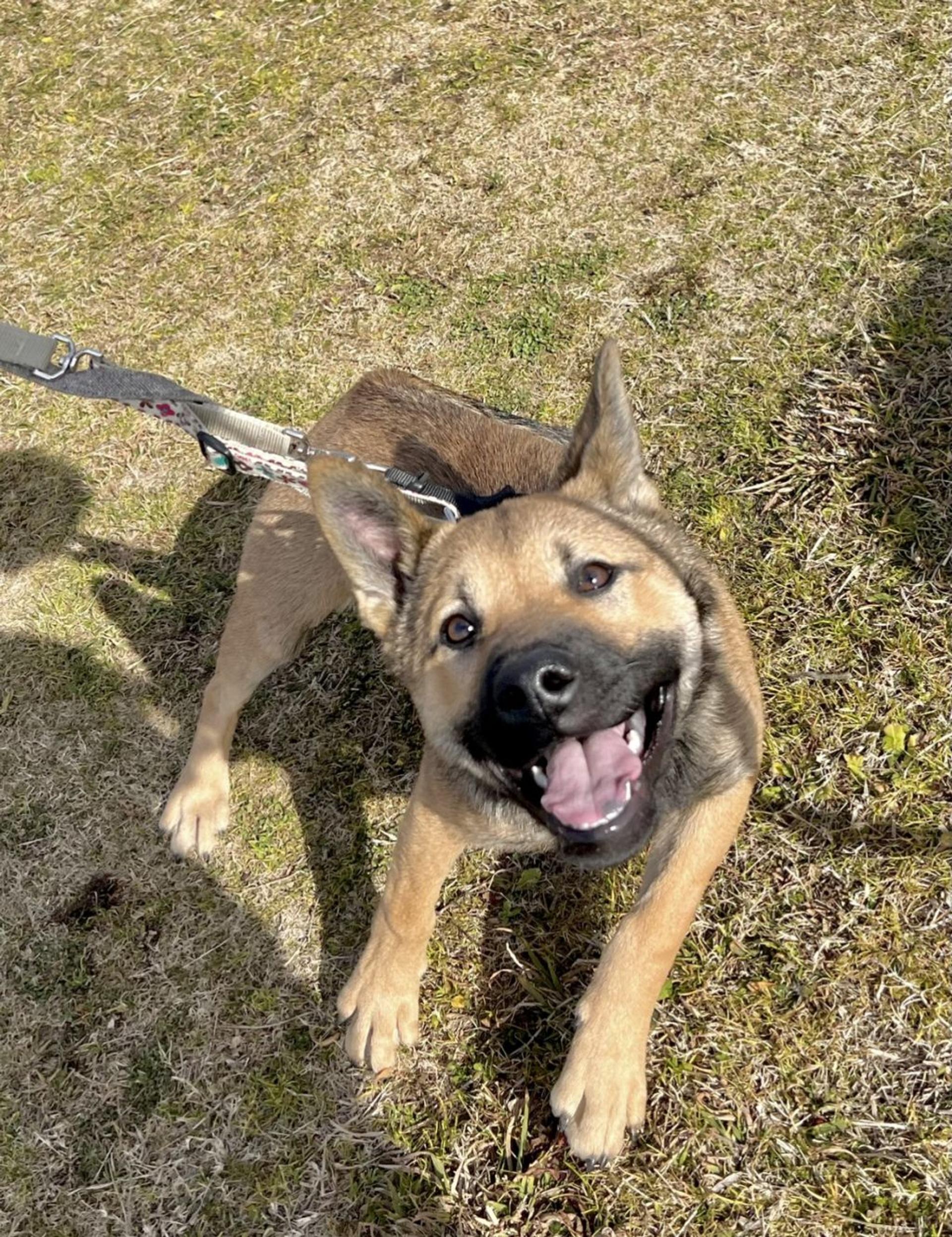 pet-image-5