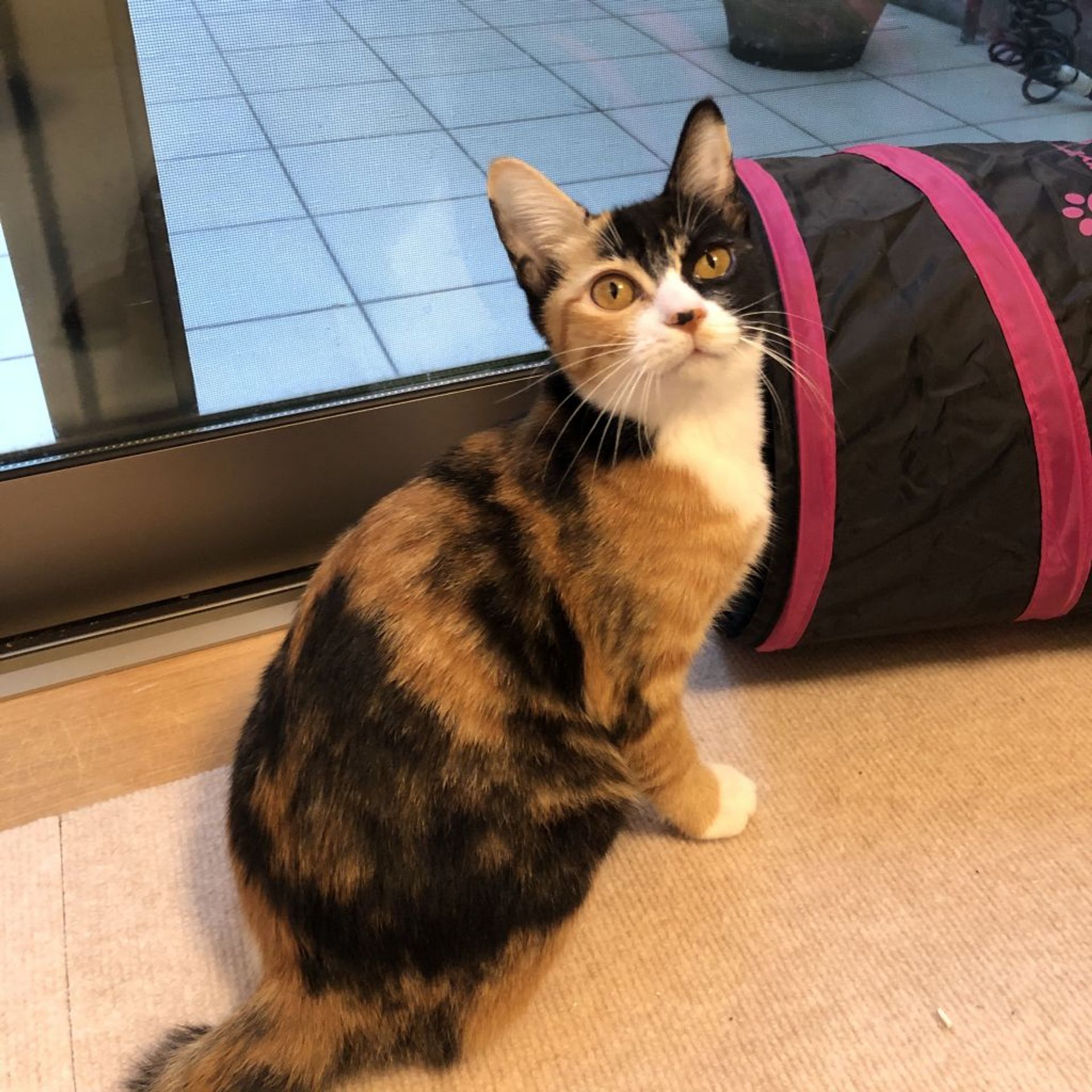 雑種（ミックス猫）・メスの里親募集の写真