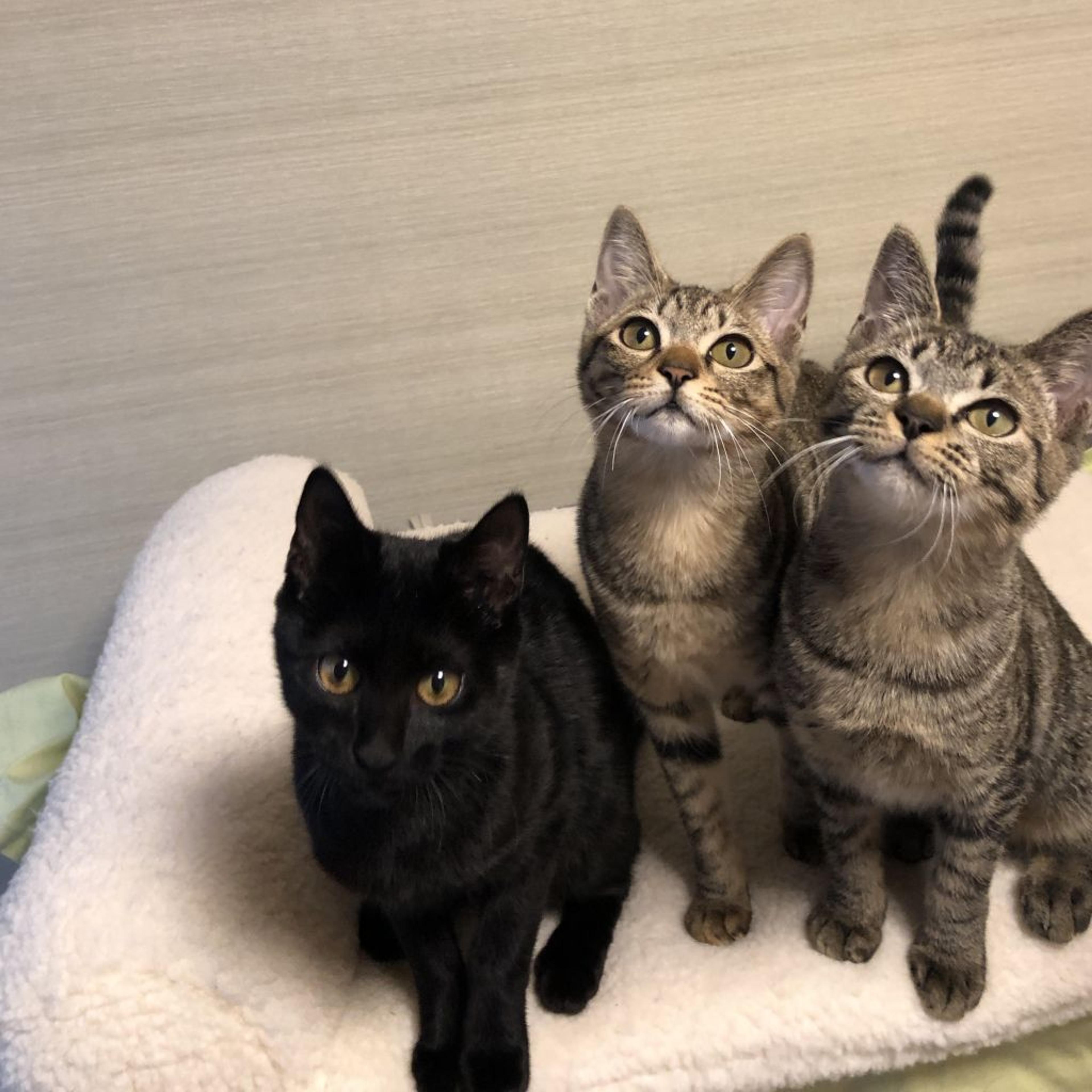 pet-image-5