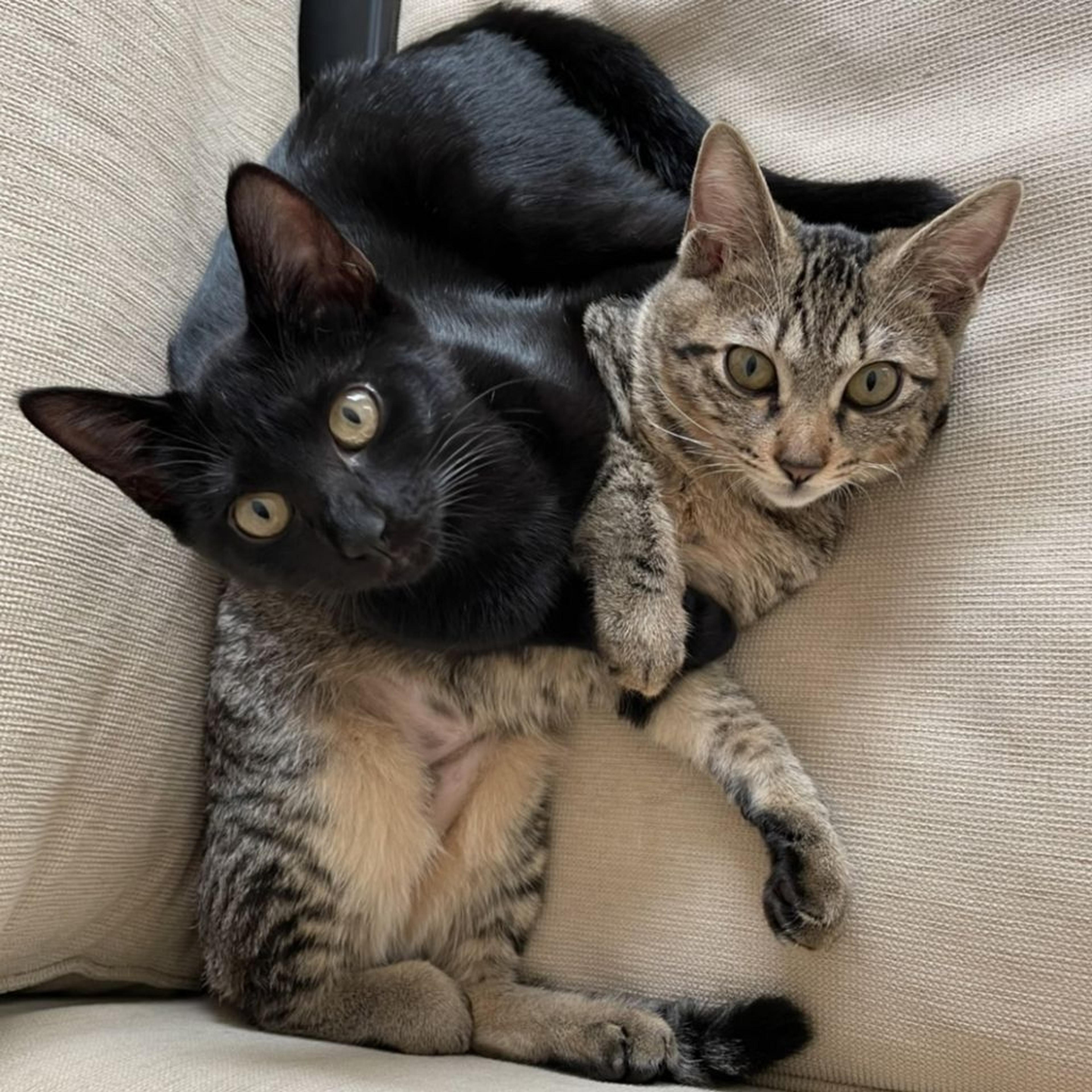 pet-image-6