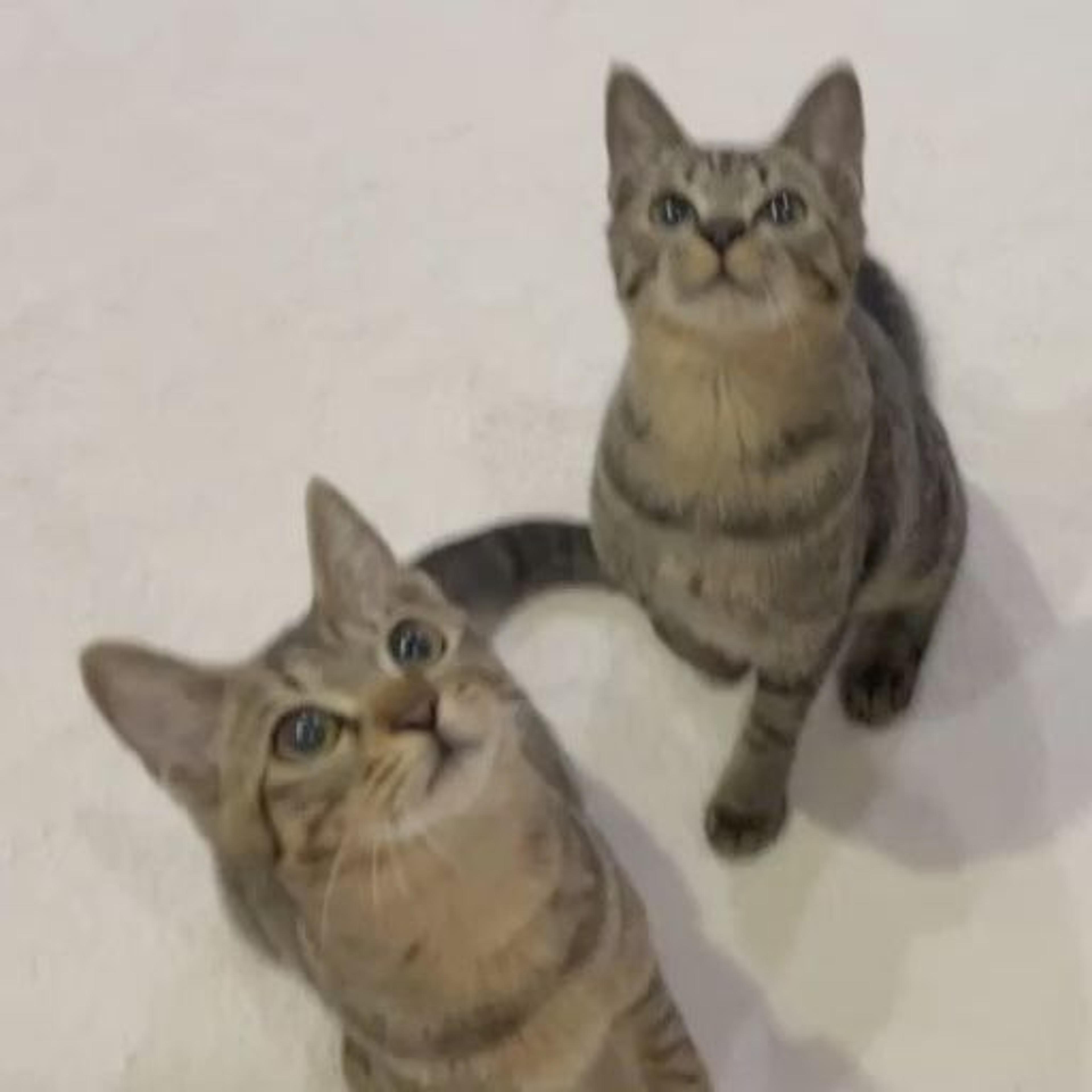 pet-image-7