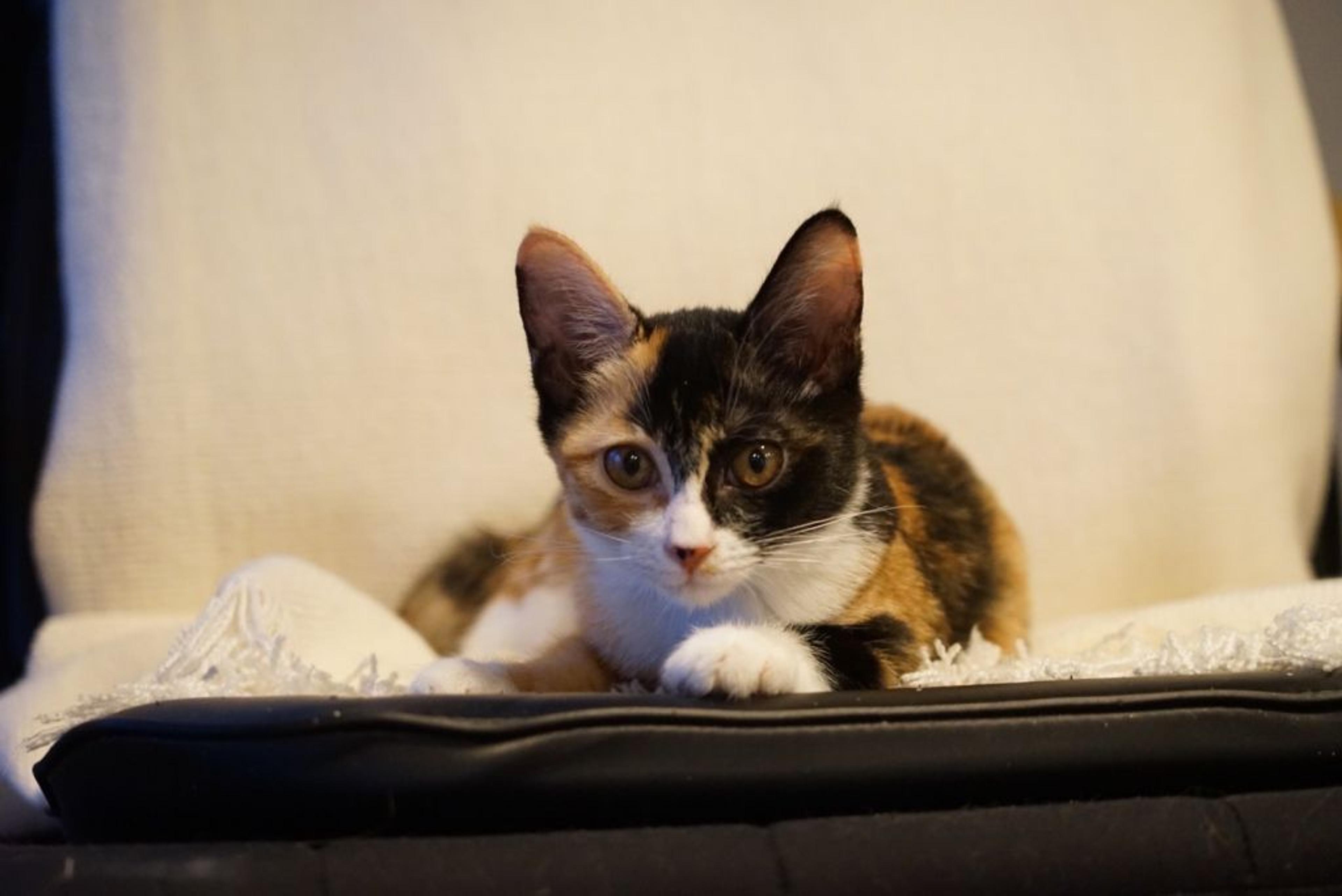 pet-image-8
