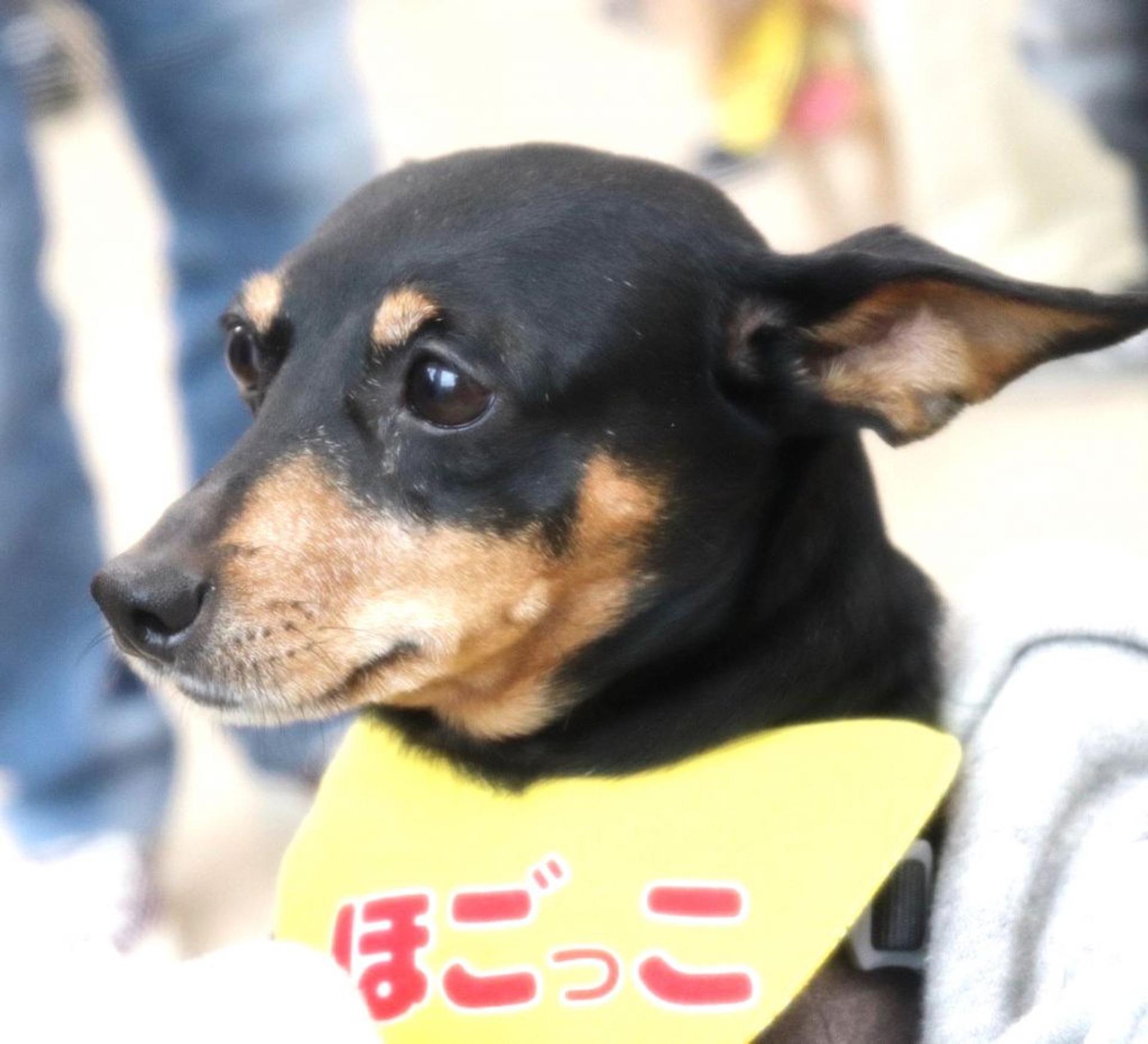 pet-image-5