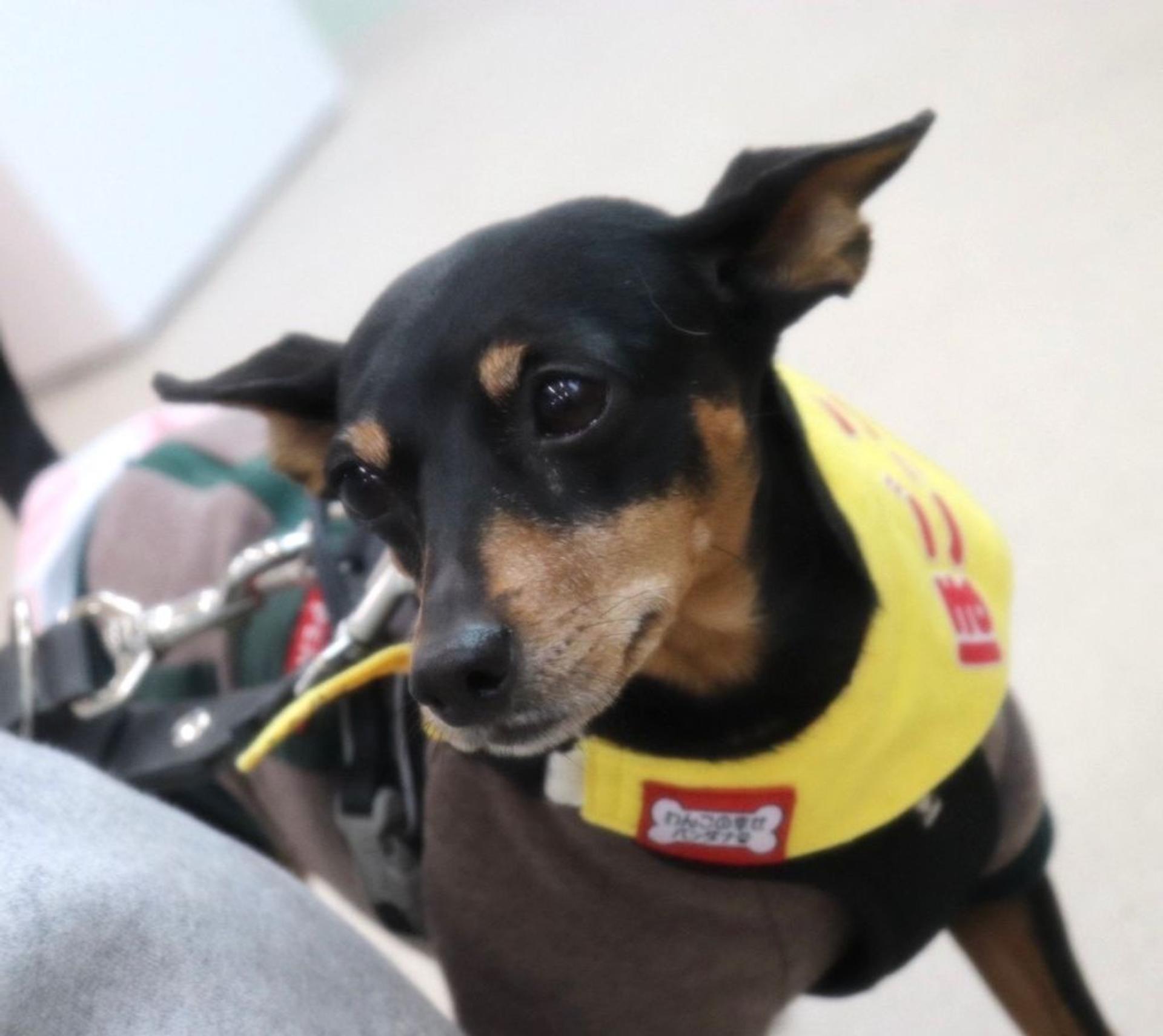 pet-image-7