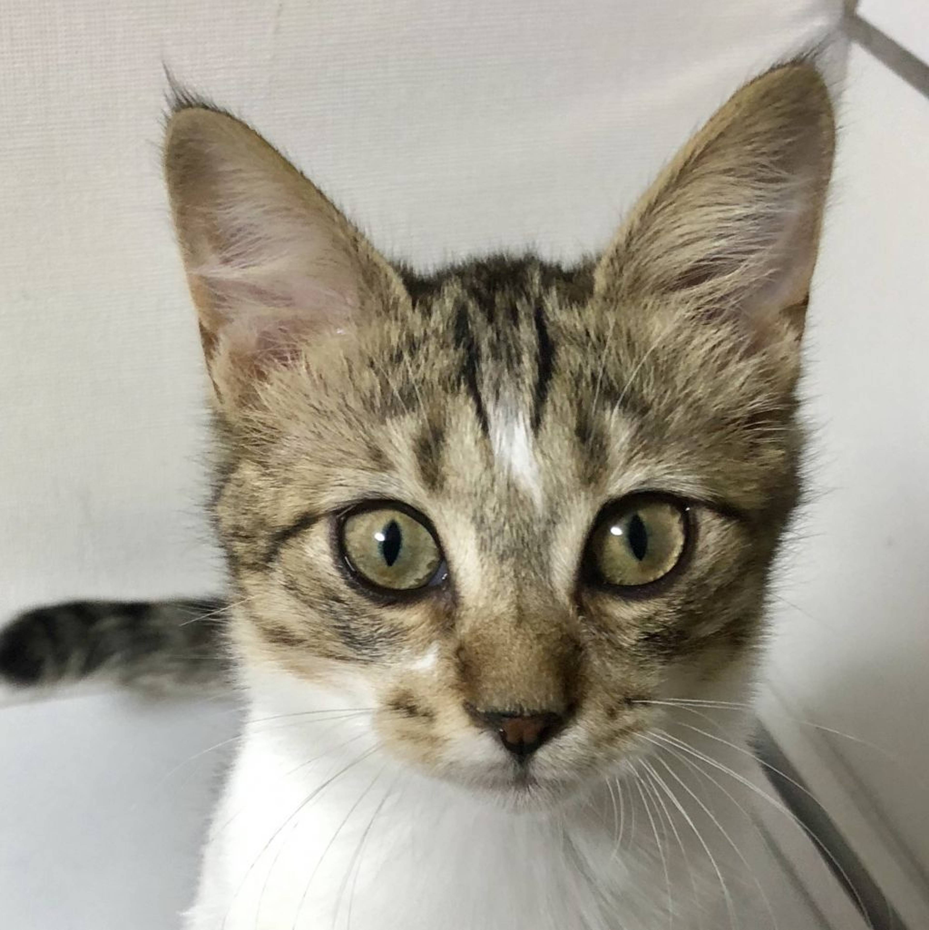 雑種（ミックス猫）・オスの里親募集の写真