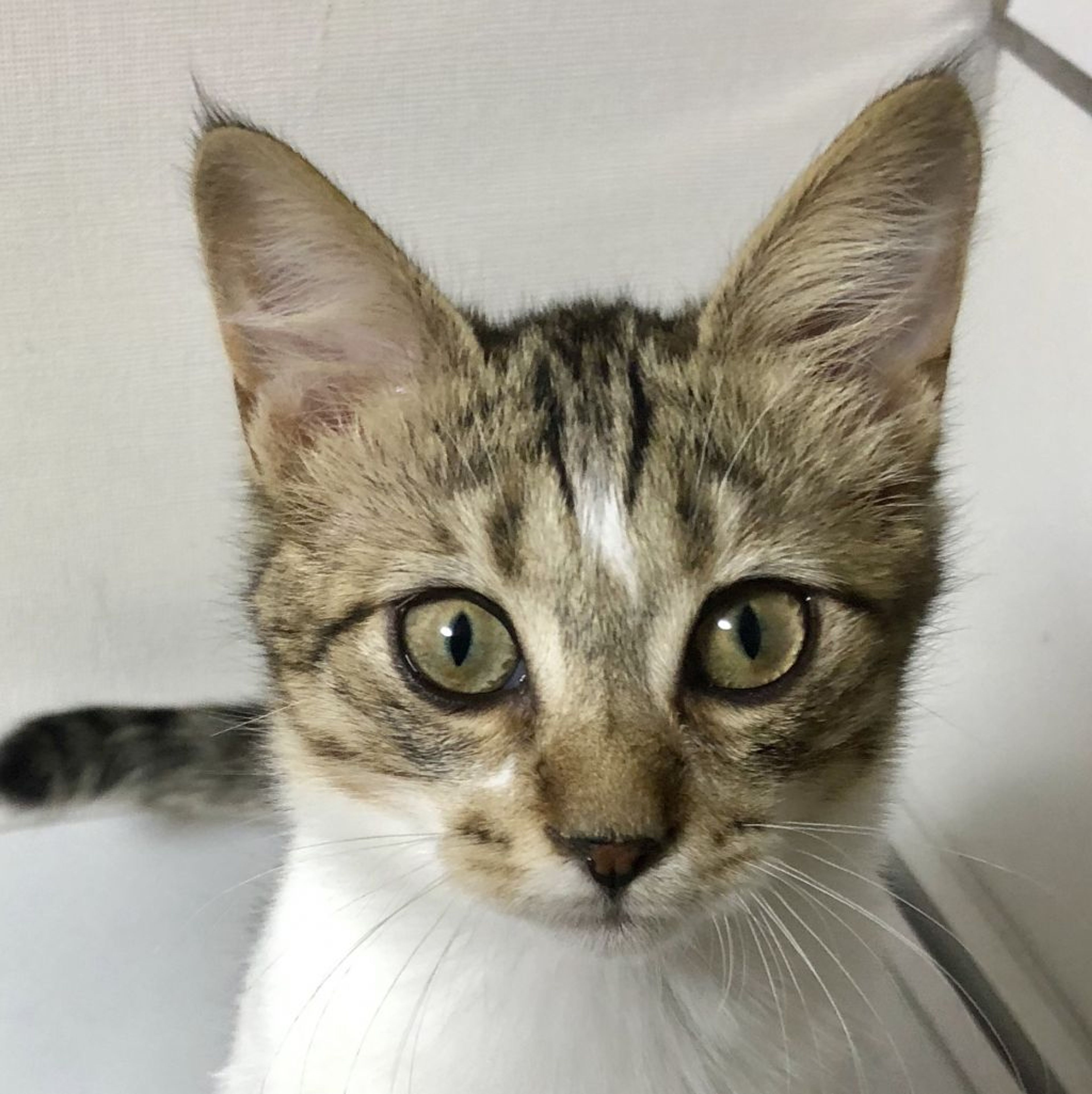 雑種（ミックス猫）・オスの里親募集の写真