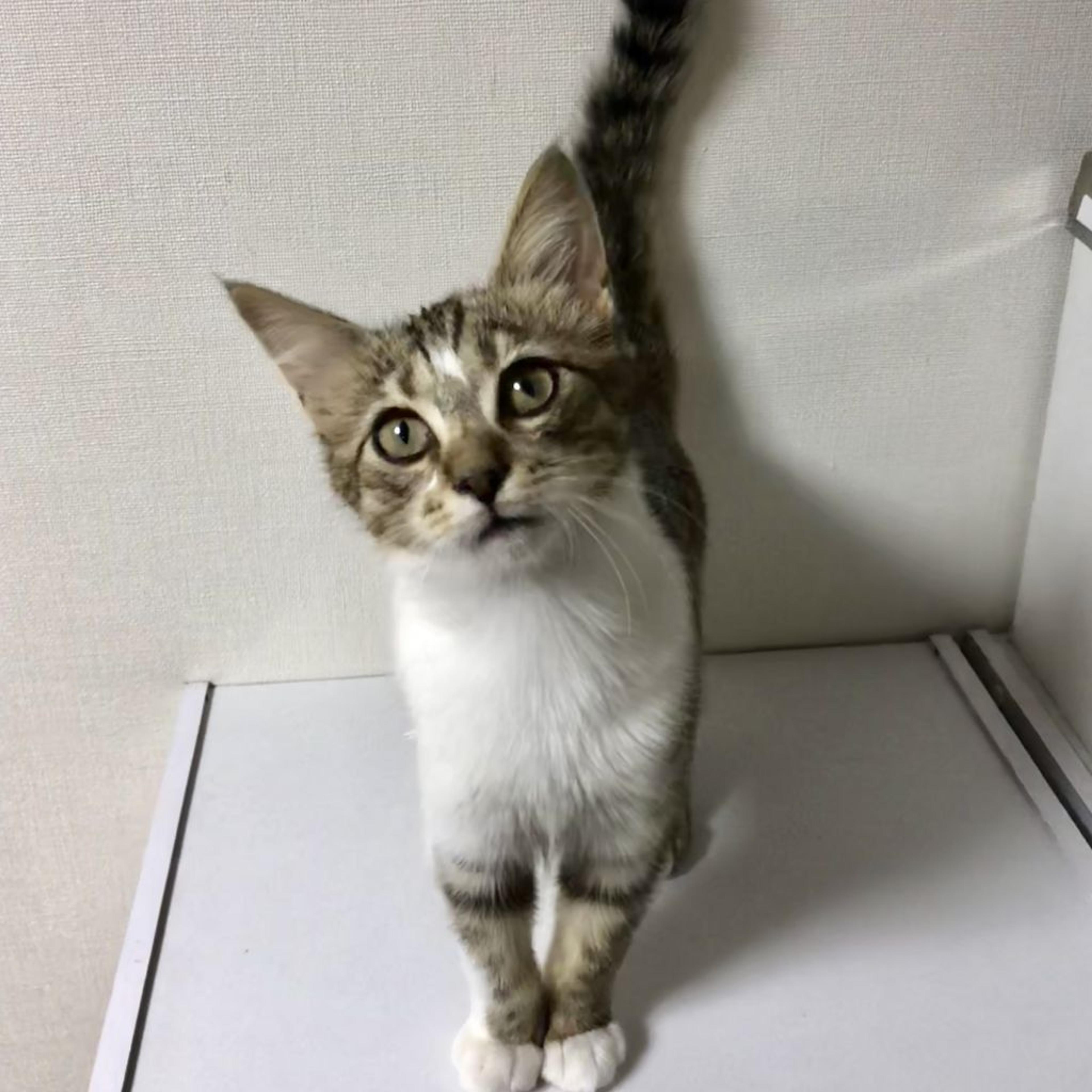 pet-image-2
