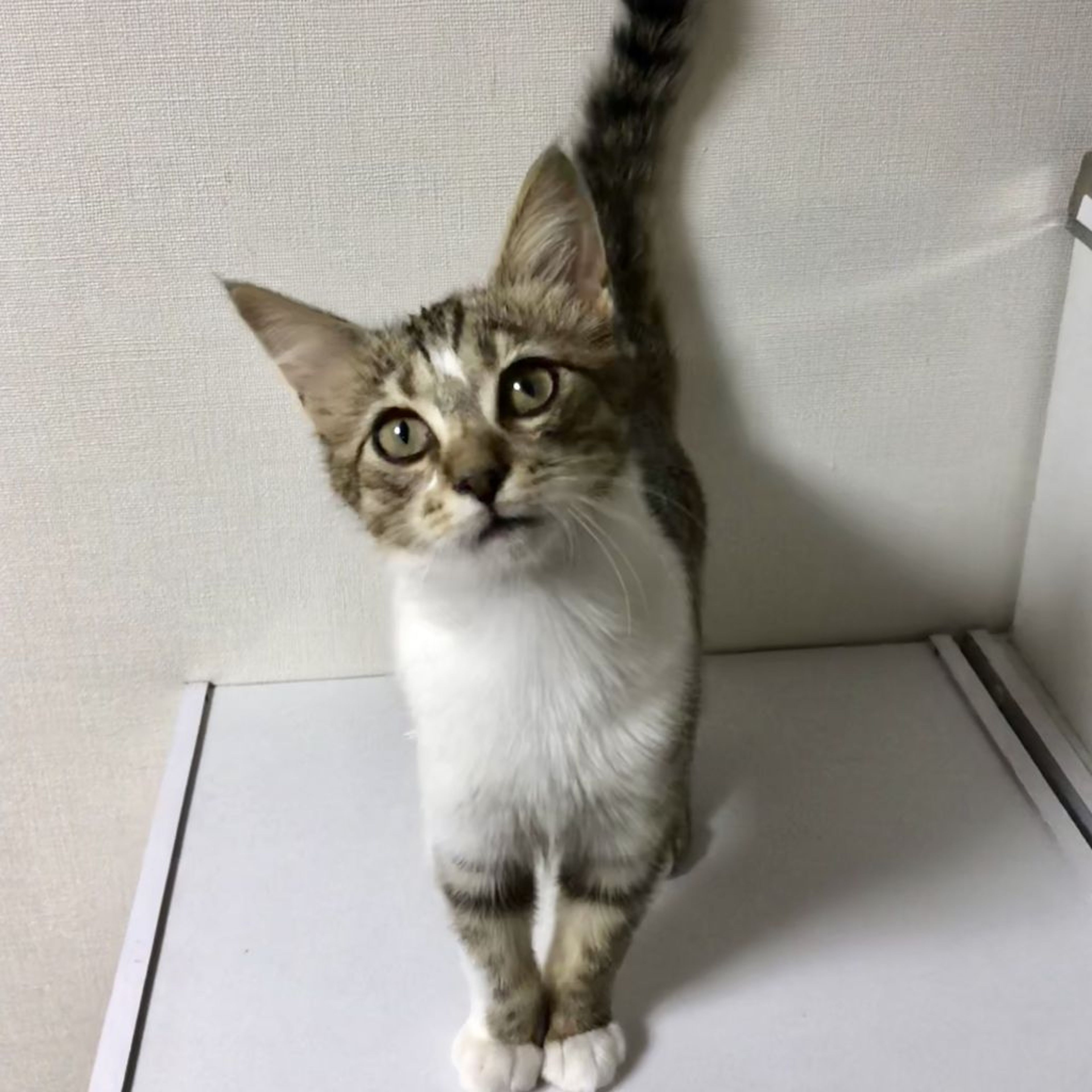 pet-image-2