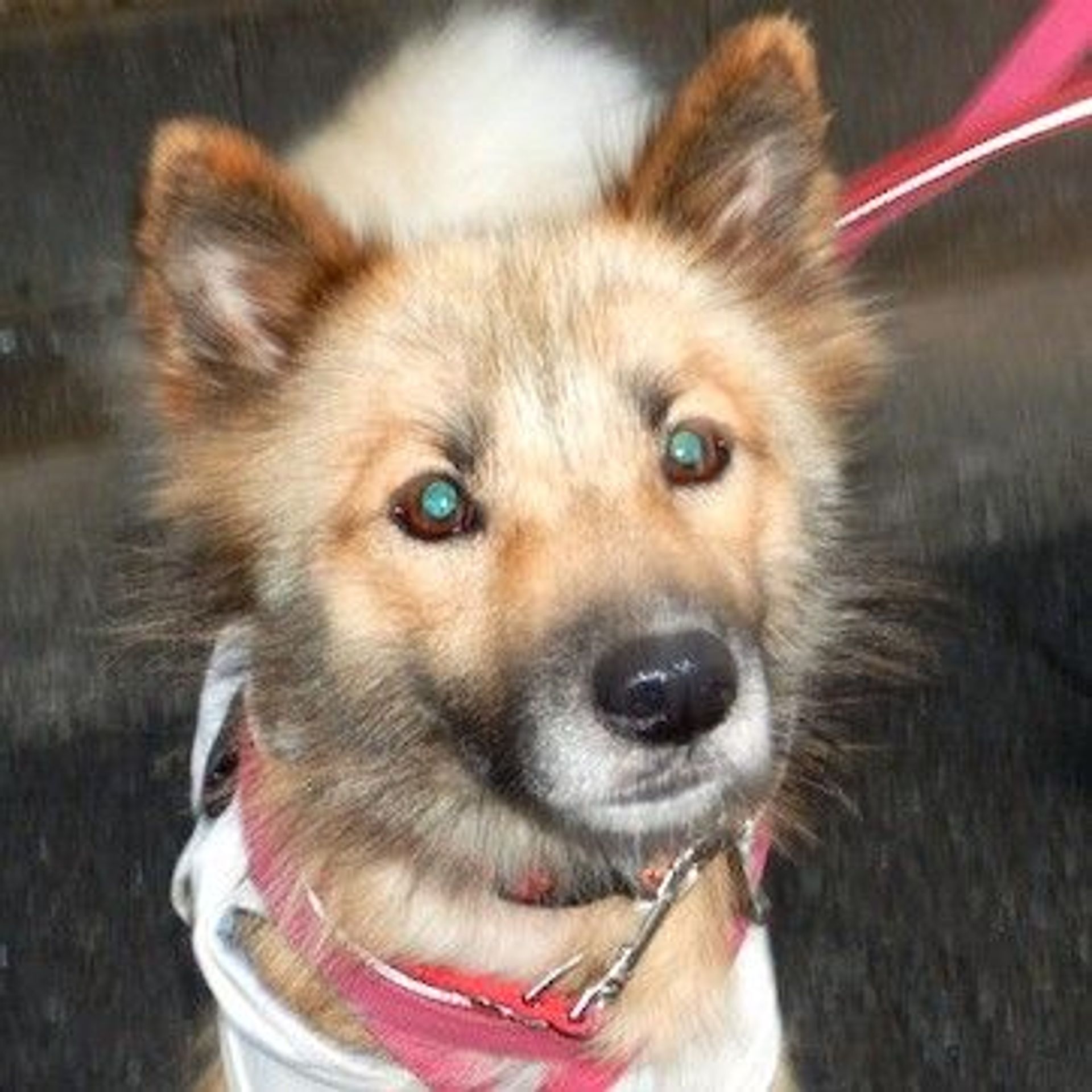雑種（ミックス犬）・メスの里親募集の写真