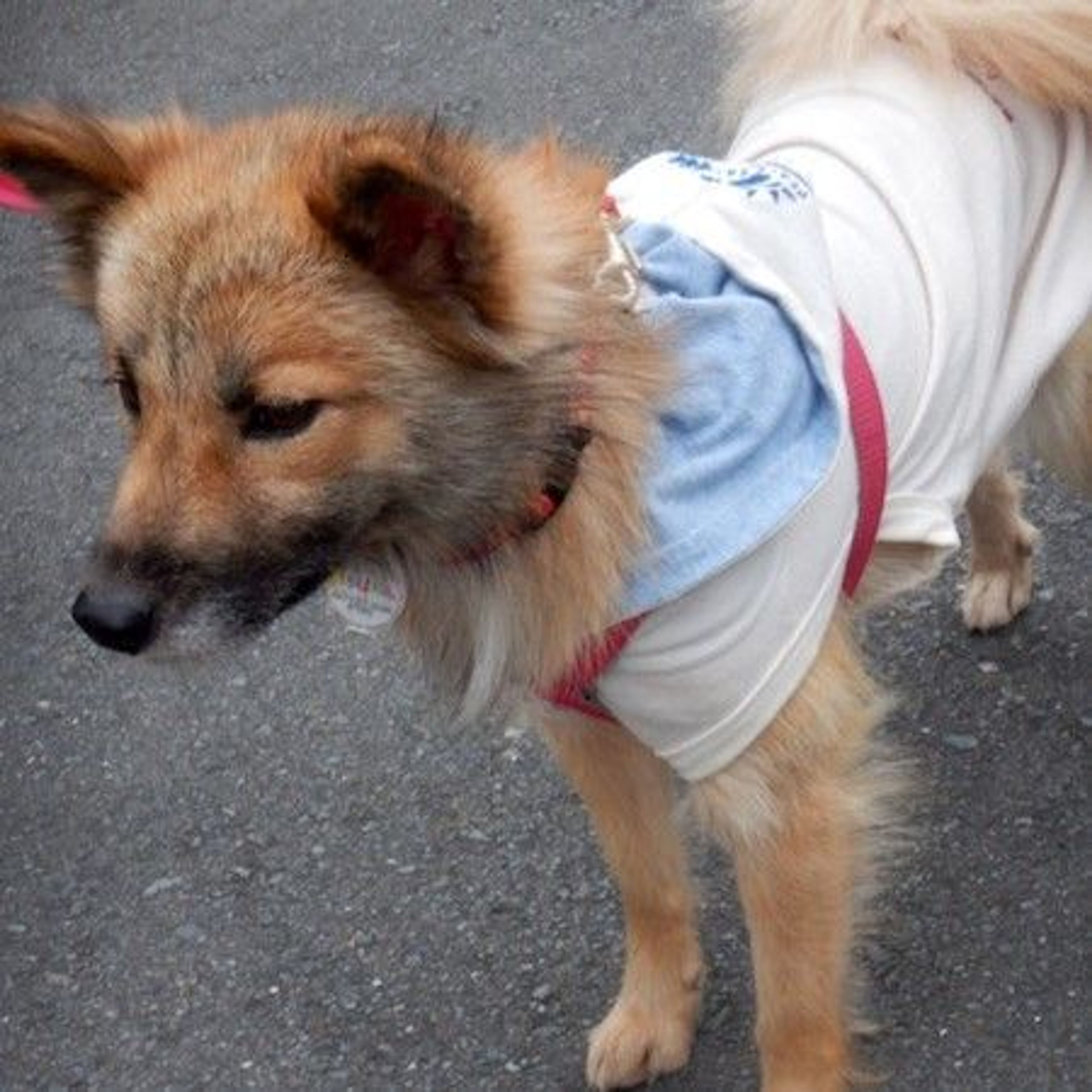 pet-image-4