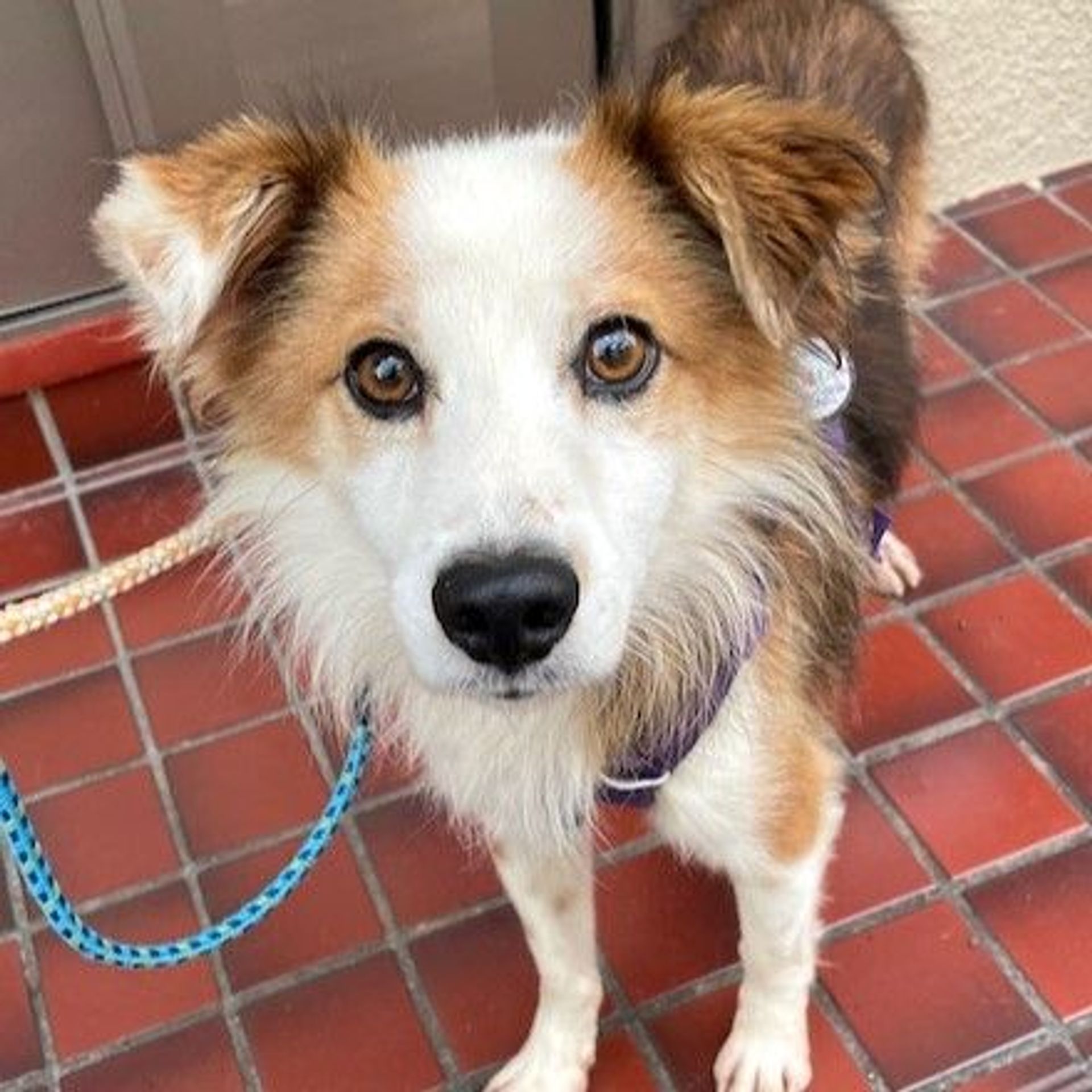 雑種（ミックス犬）・オスの里親募集の写真