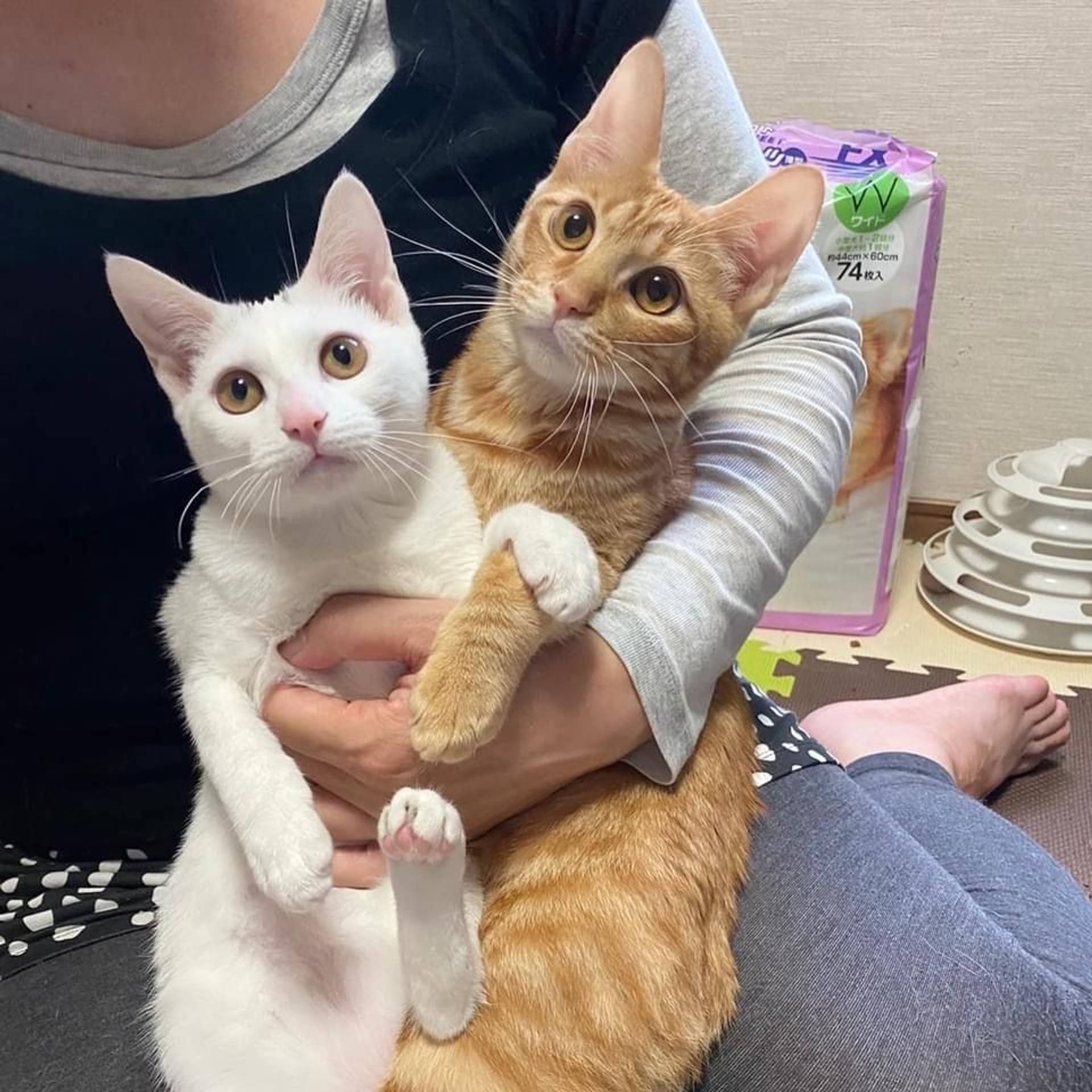 日本猫・メスの里親募集の写真