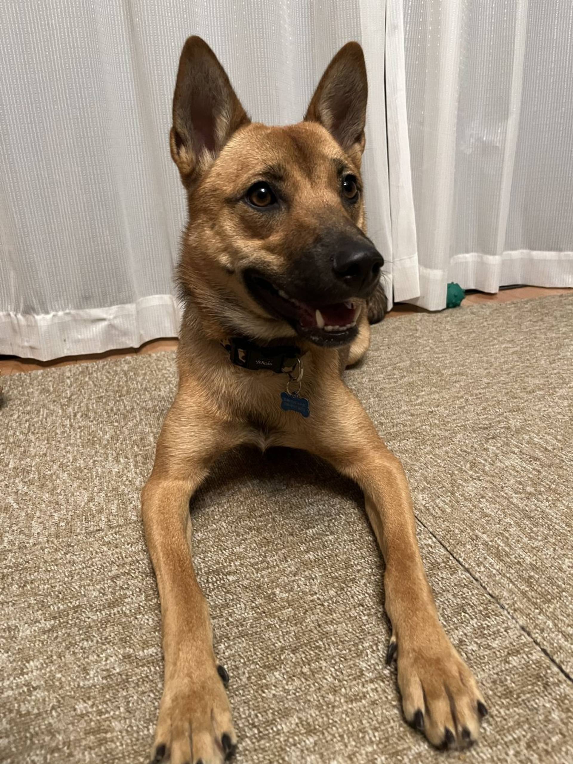 雑種（ミックス犬）・メスの里親募集の写真