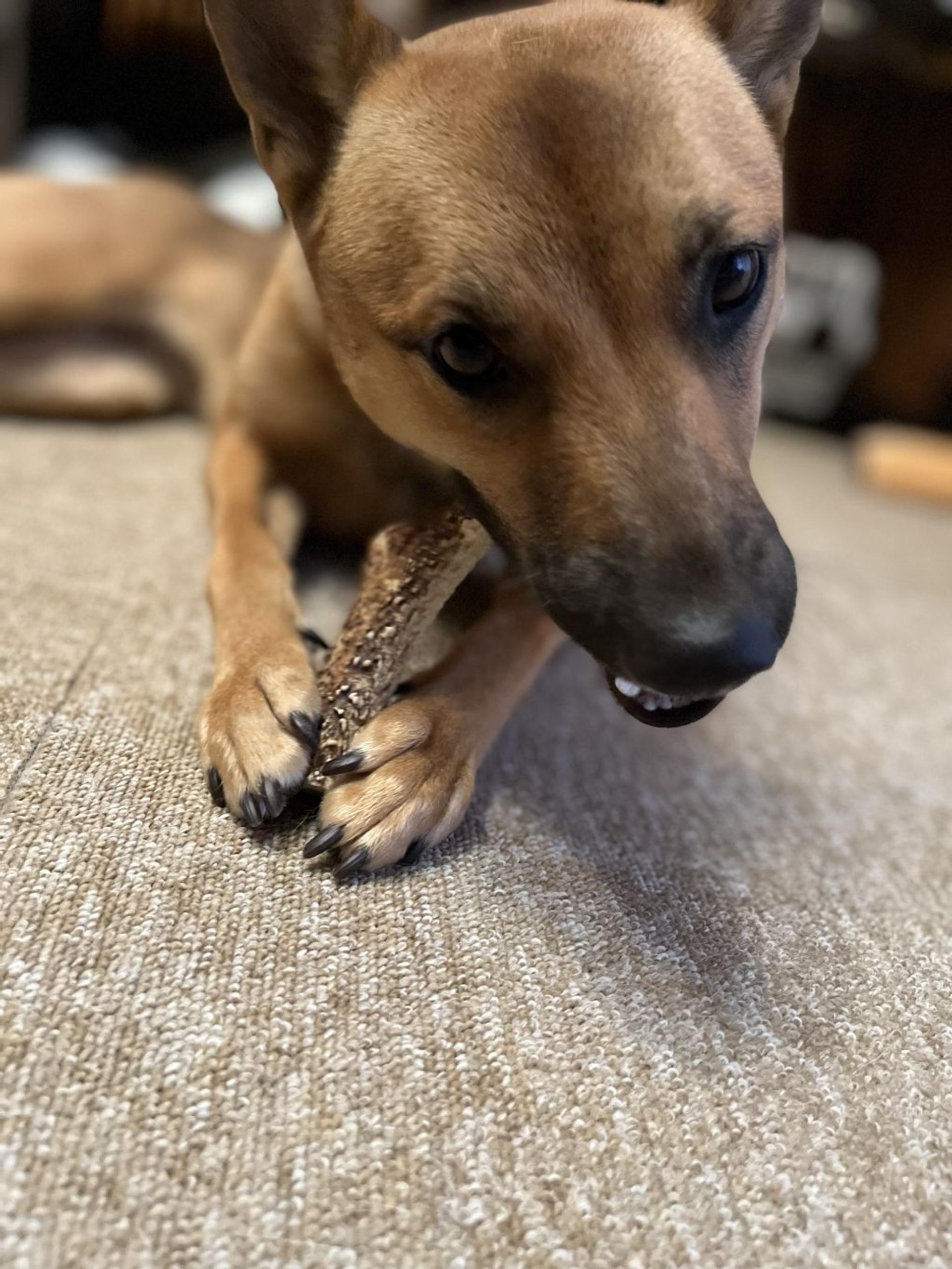 pet-image-3