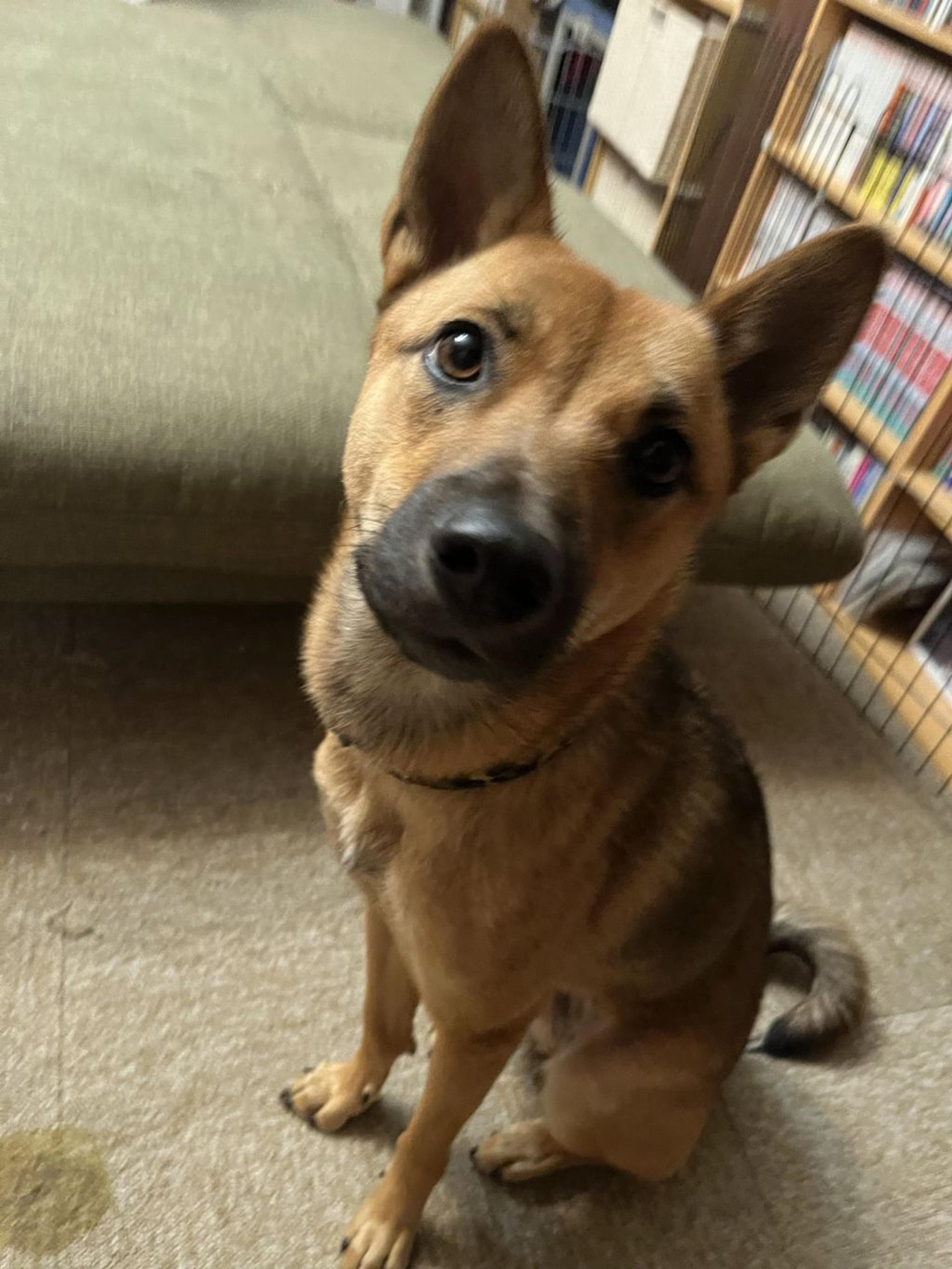 pet-image-5