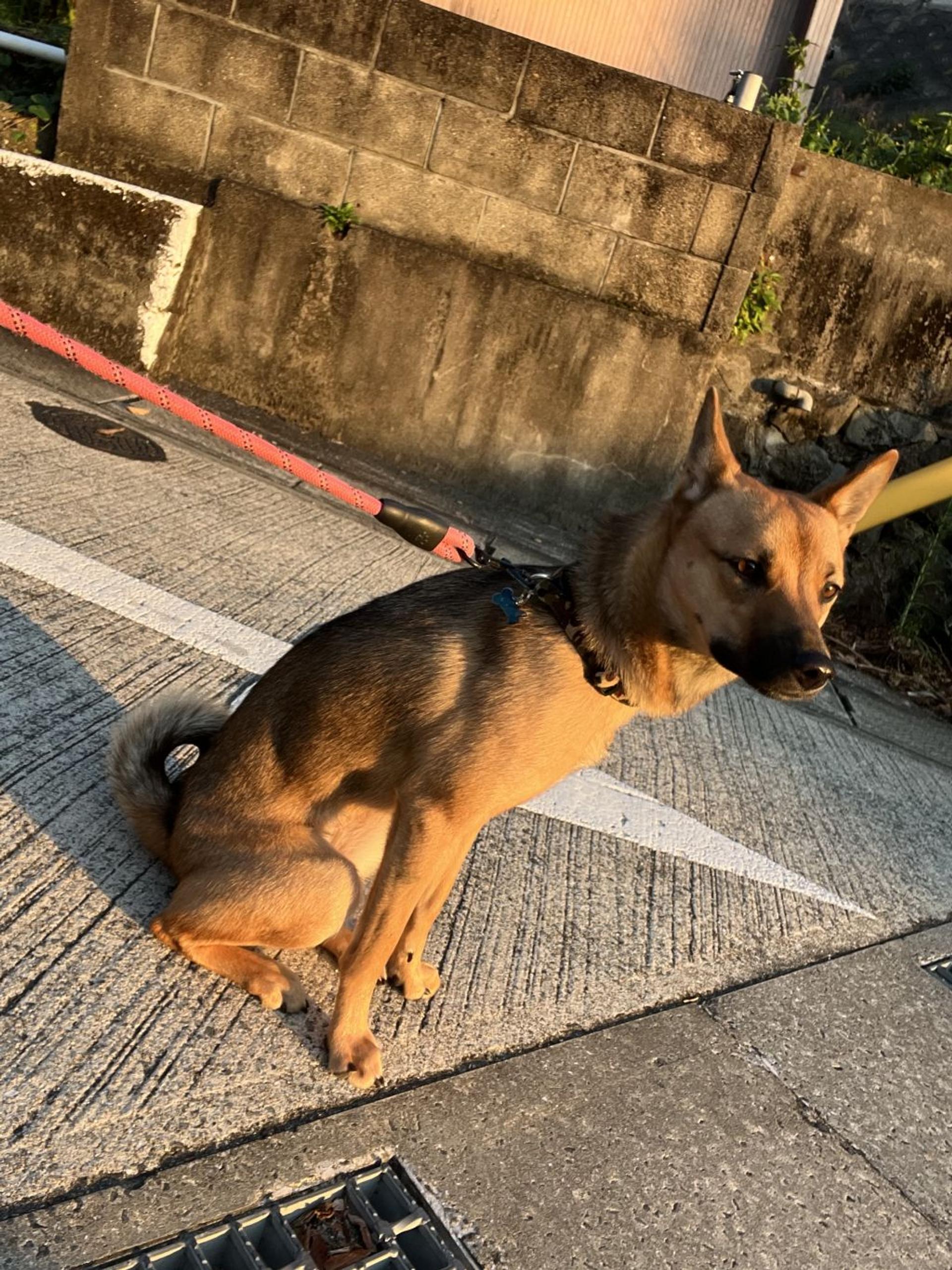 pet-image-6