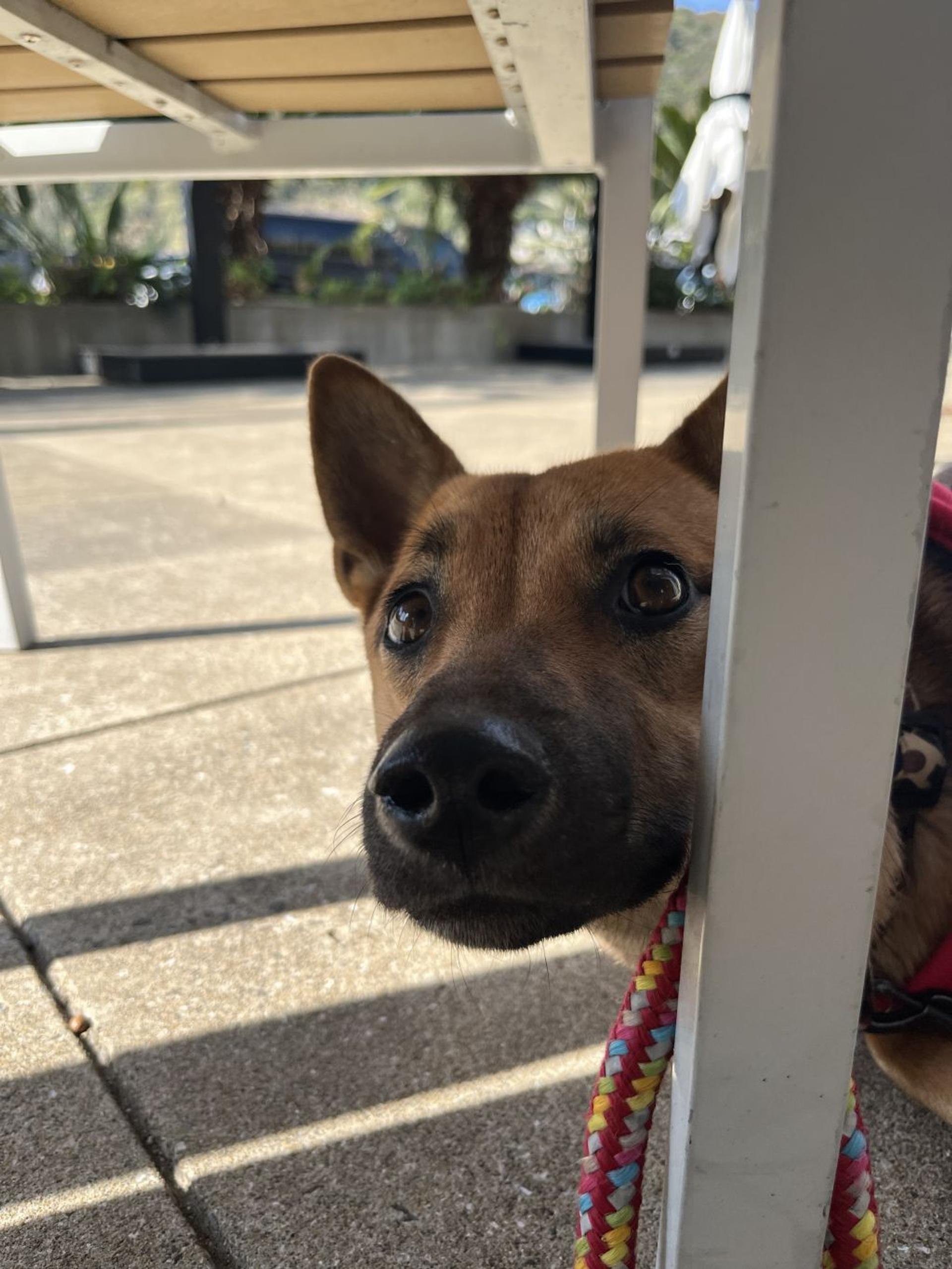 pet-image-9