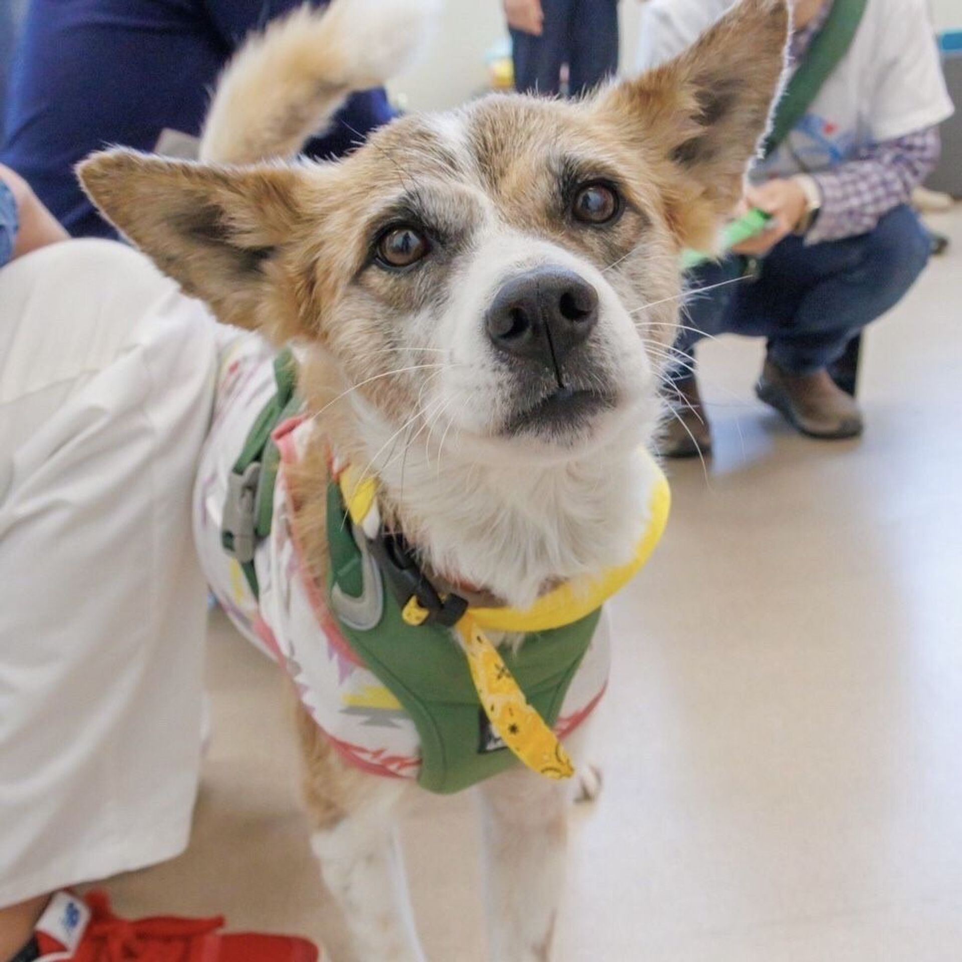 雑種（ミックス犬）・メスの里親募集の写真