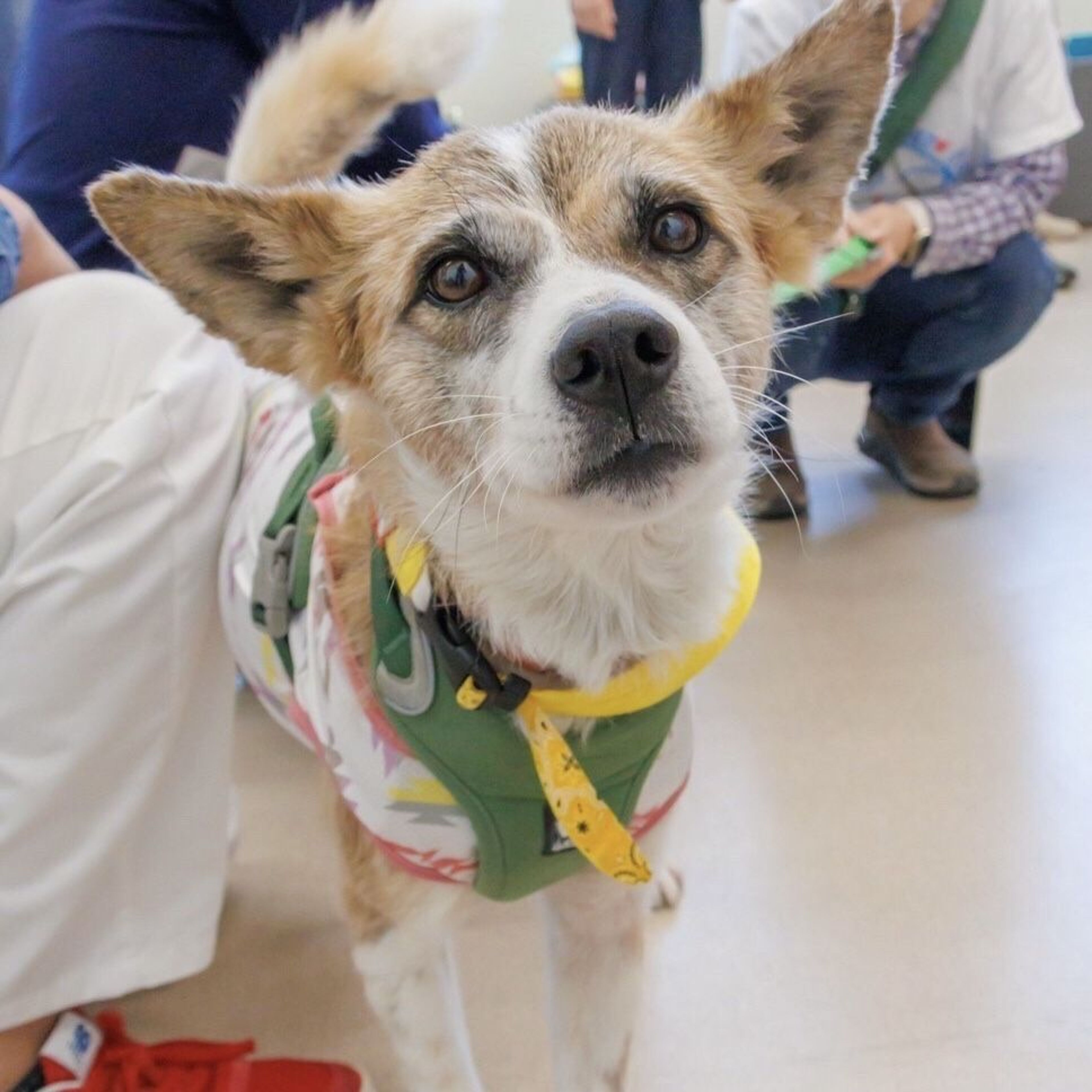 雑種（ミックス犬）・メスの里親募集の写真
