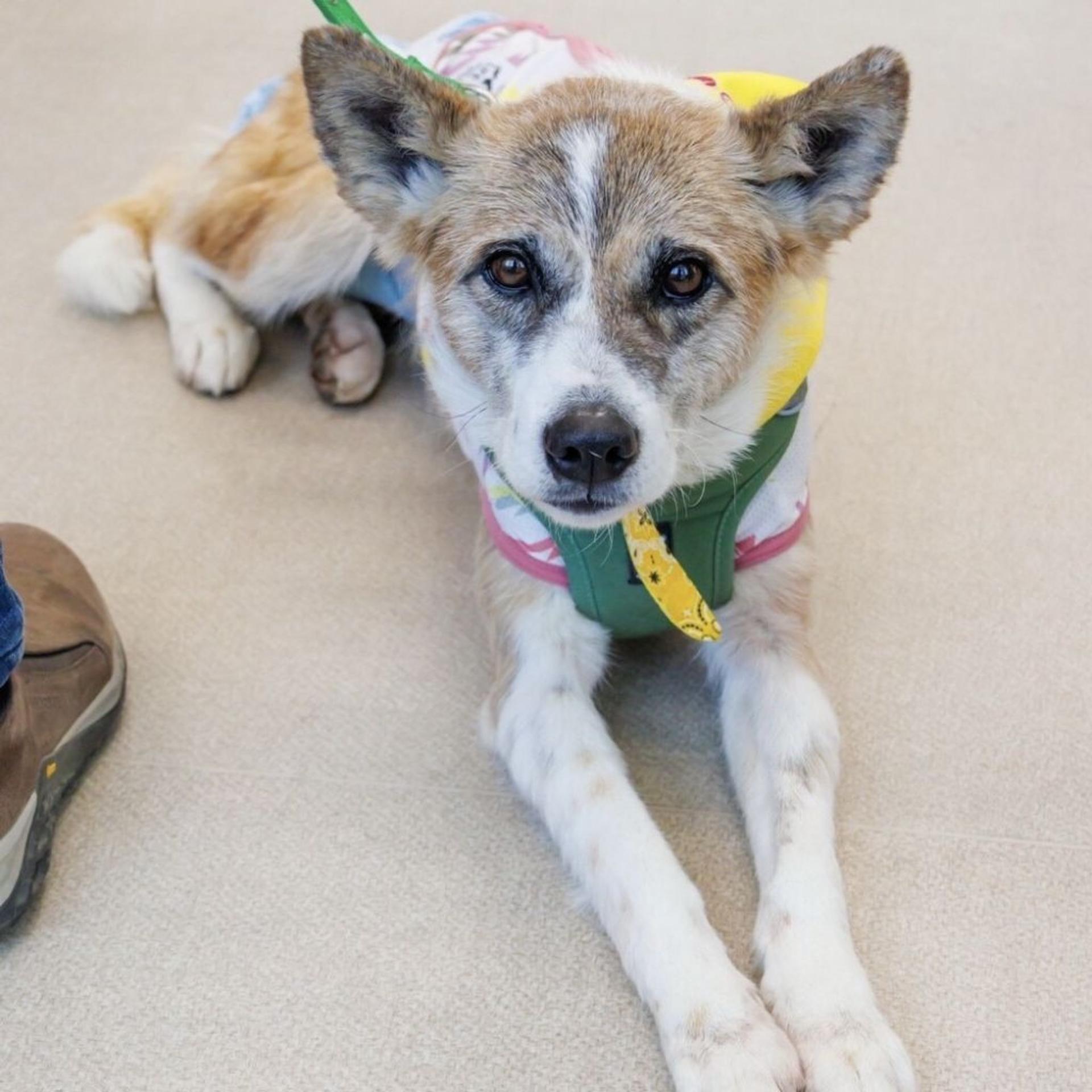 pet-image-2