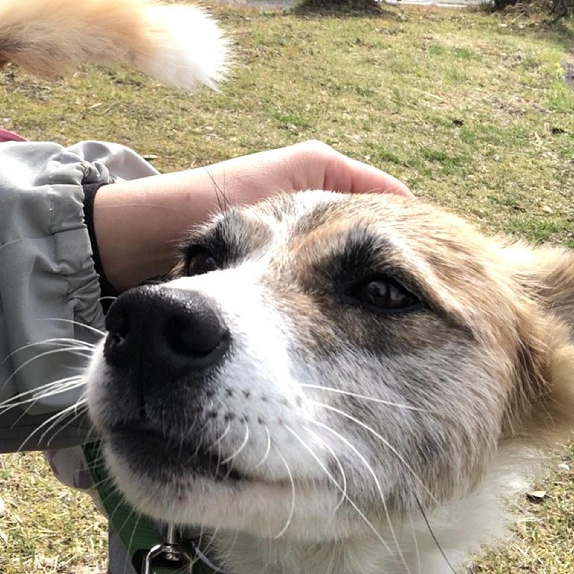 pet-image-6