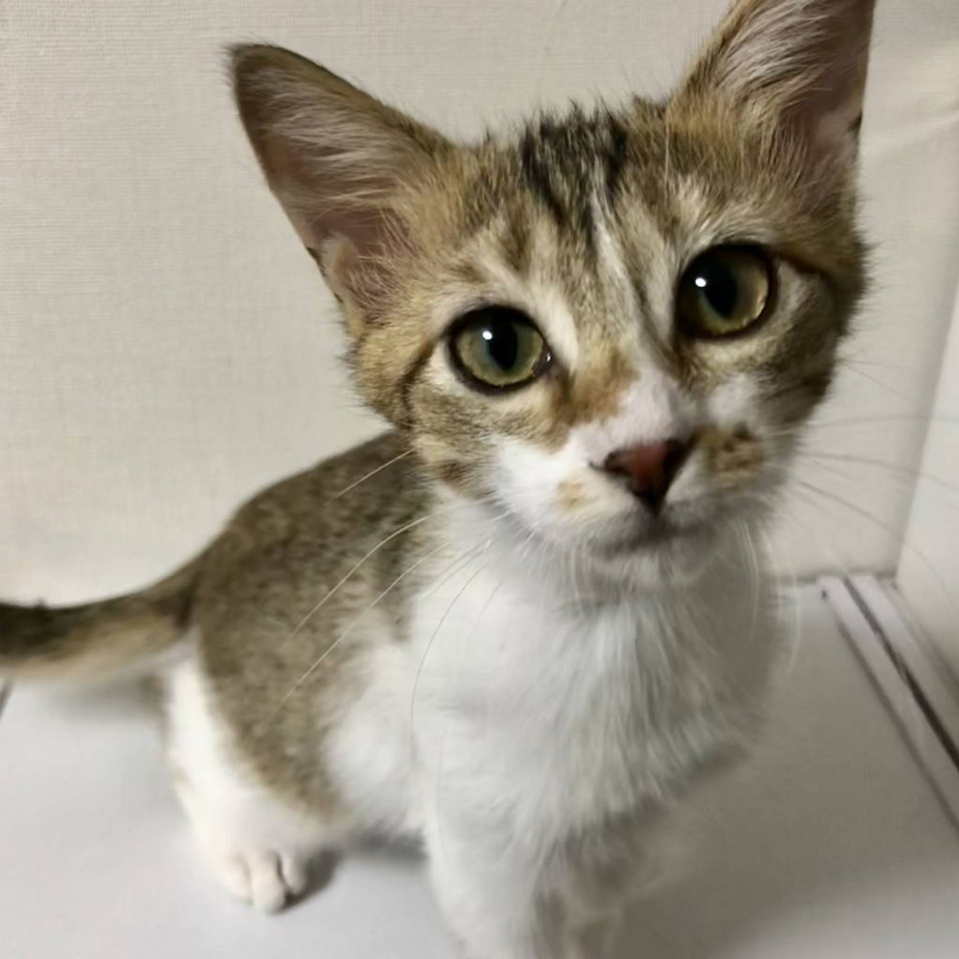 雑種（ミックス猫）・オスの里親募集の写真