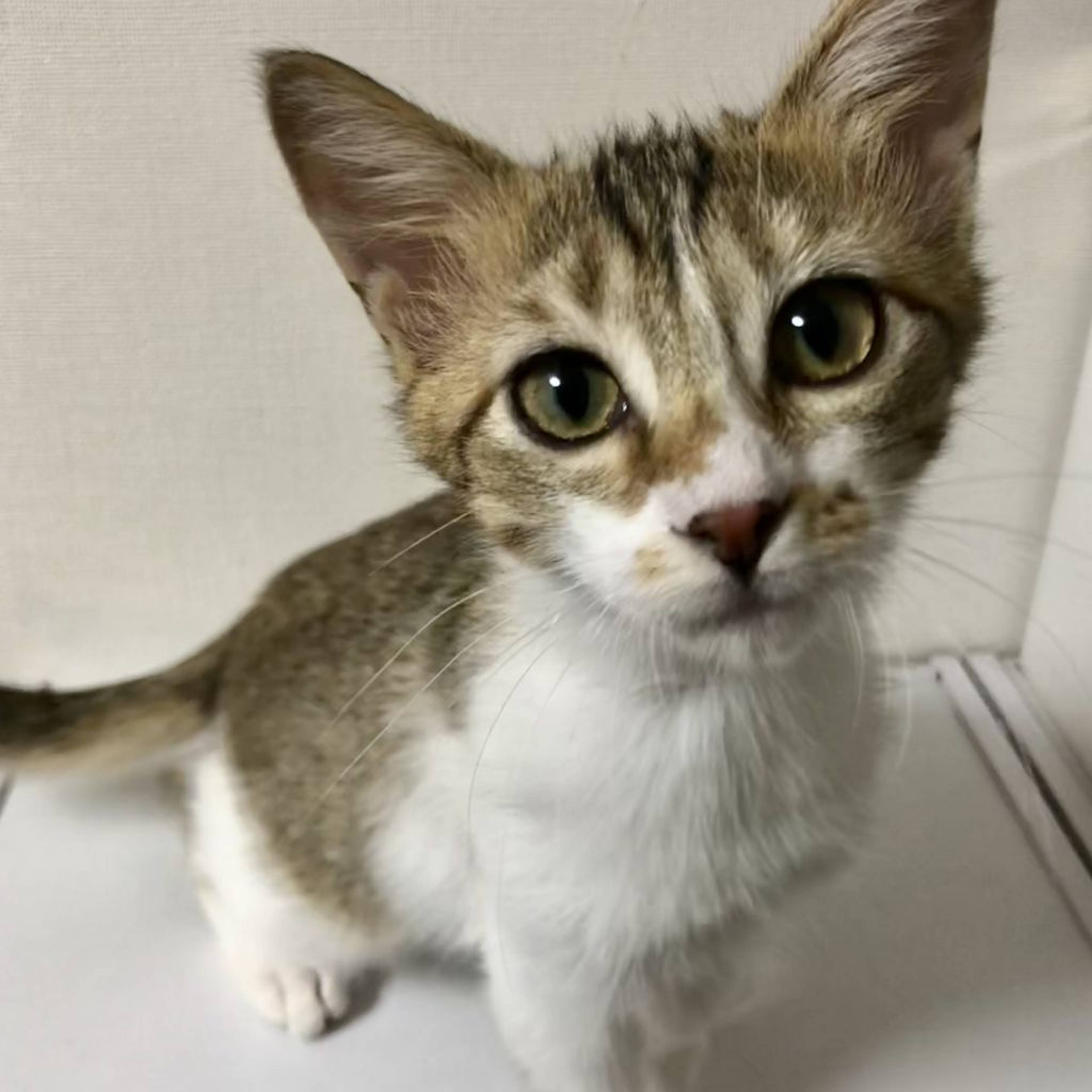雑種（ミックス猫）・オスの里親募集の写真