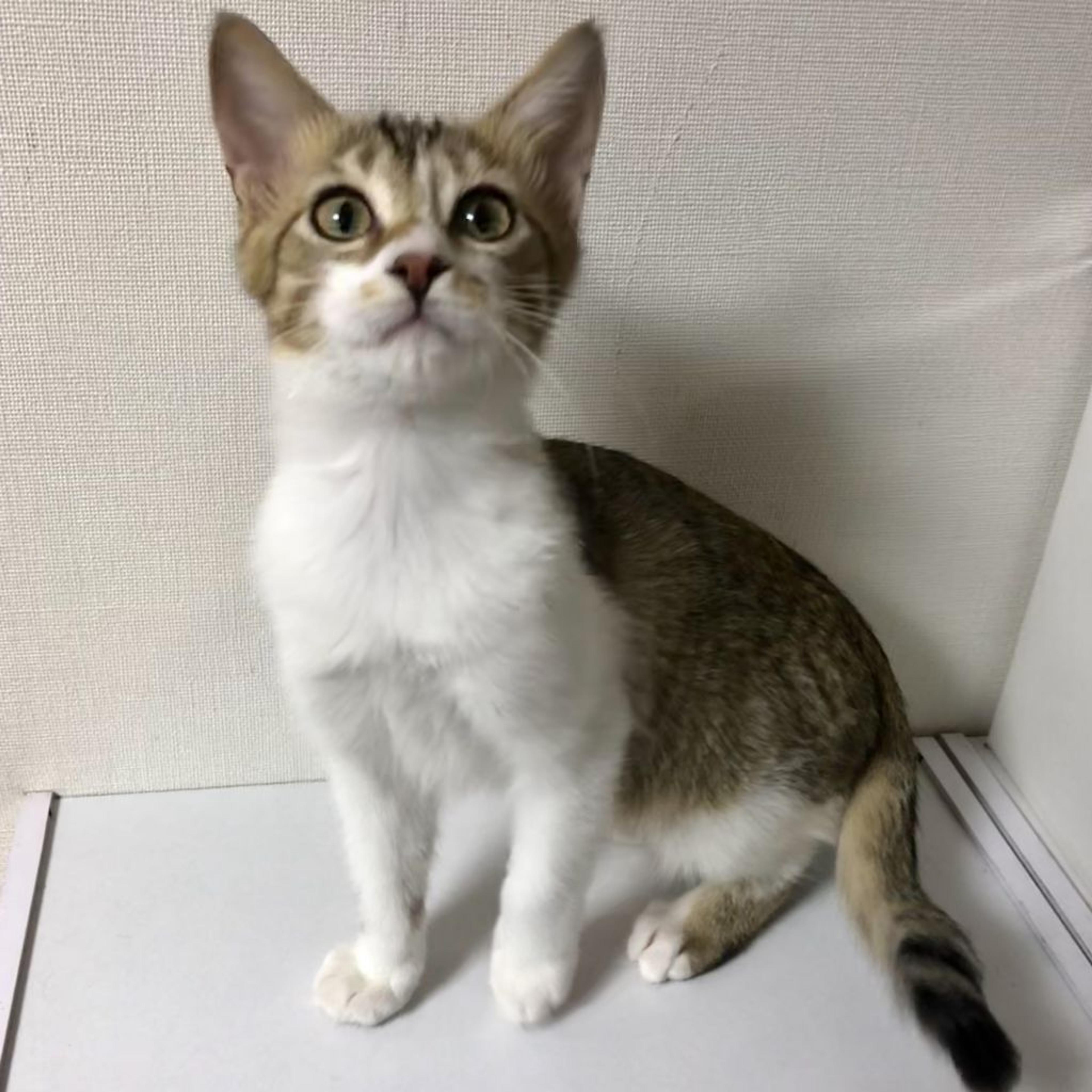pet-image-2