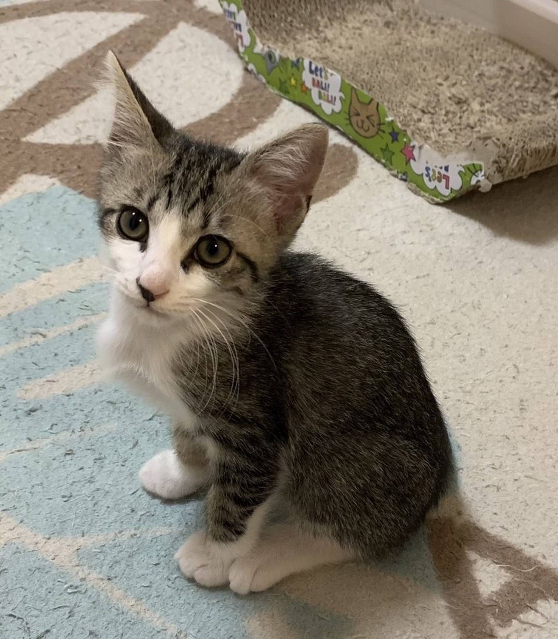 雑種（ミックス猫）・オスの里親募集の写真