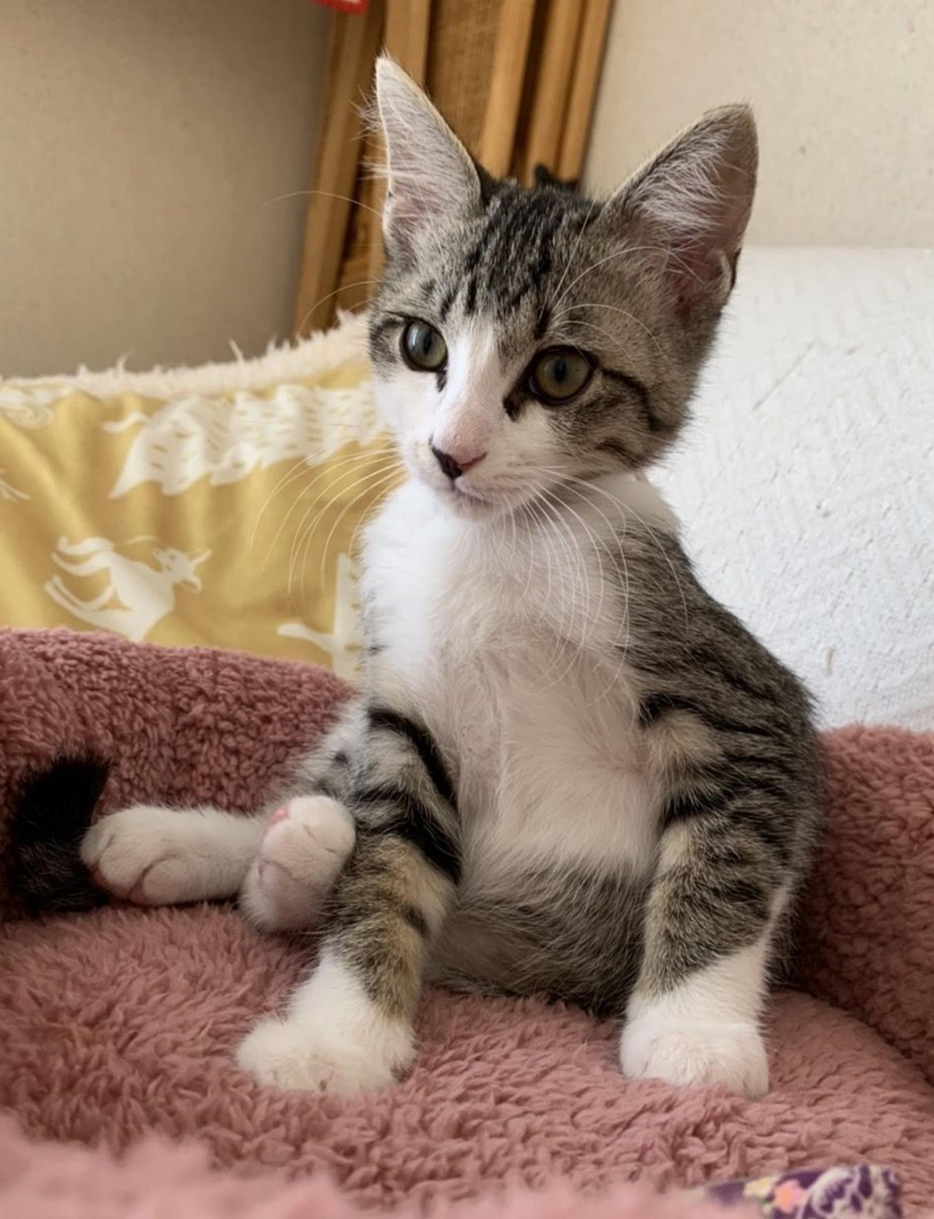 pet-image-5