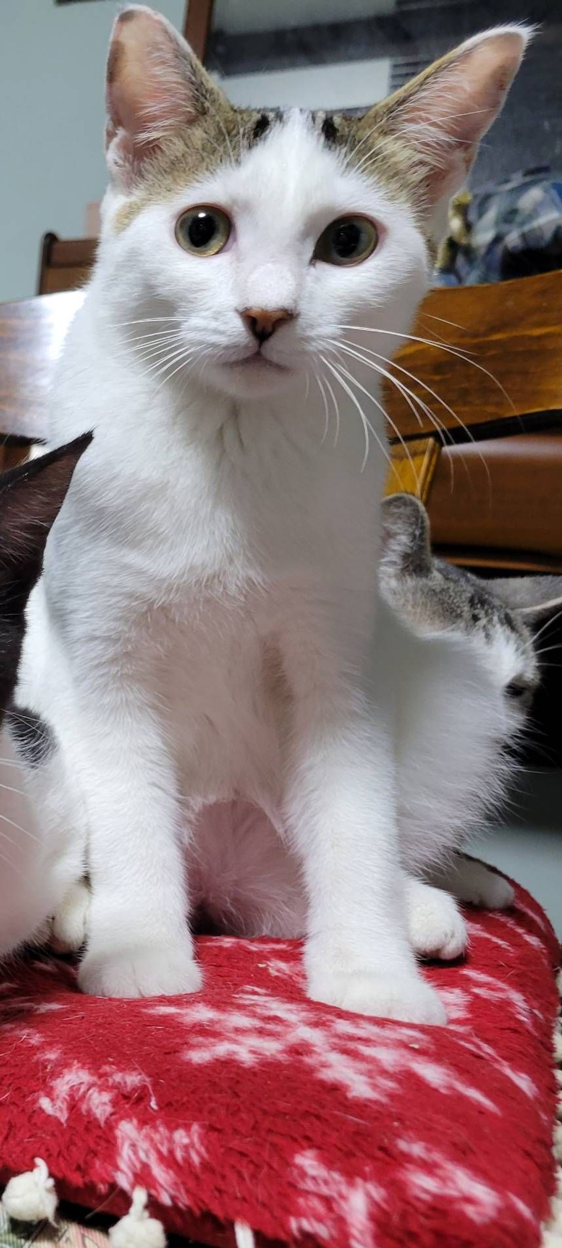 雑種（ミックス猫）・メスの里親募集の写真