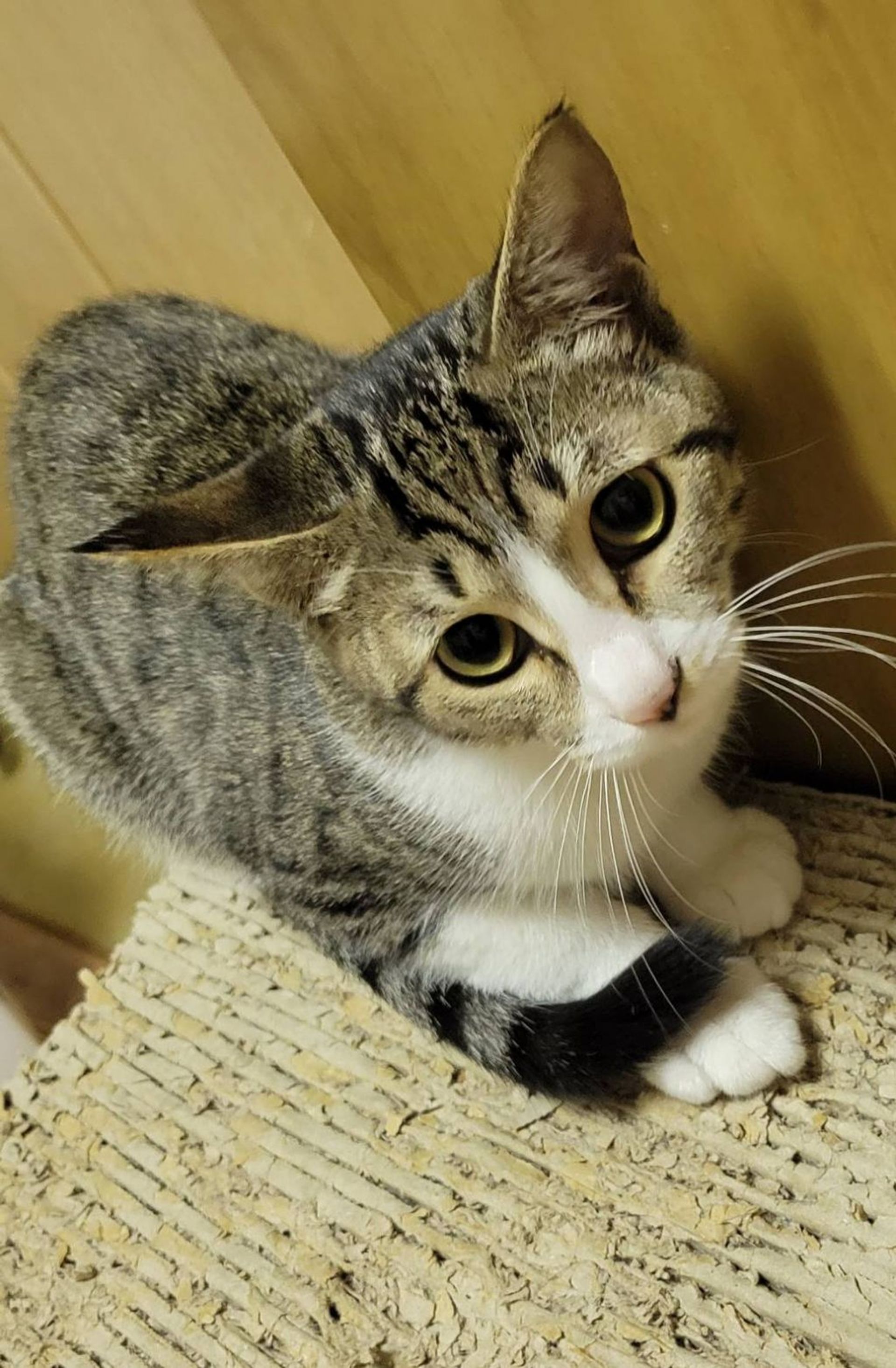 雑種（ミックス猫）・メスの里親募集の写真