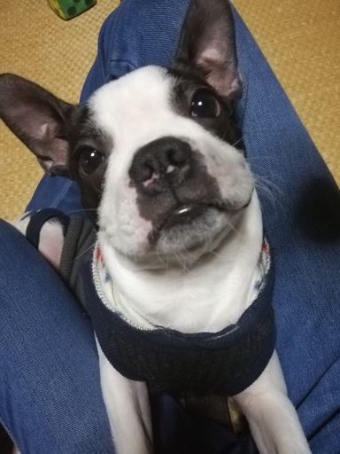 アム