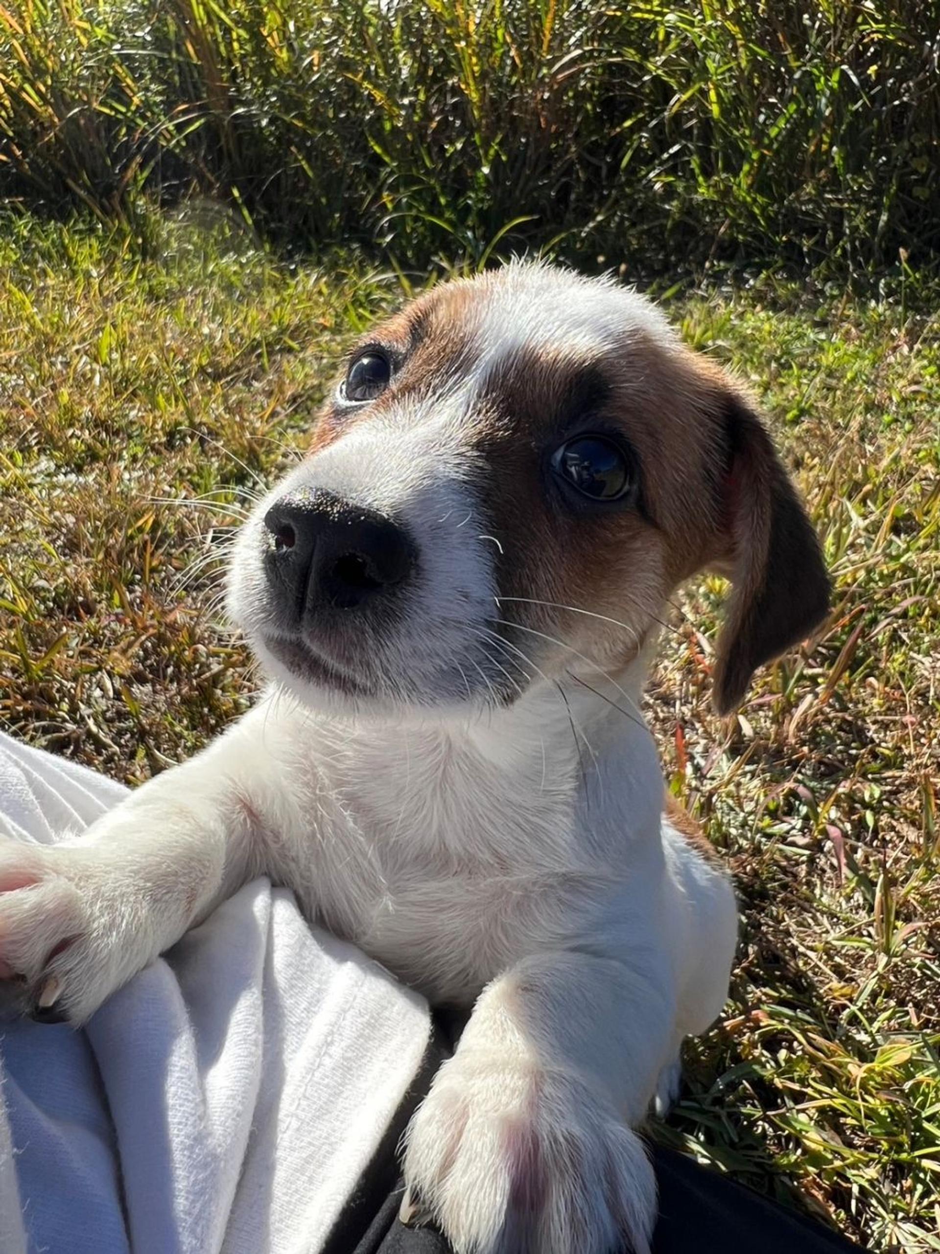 pet-image-2