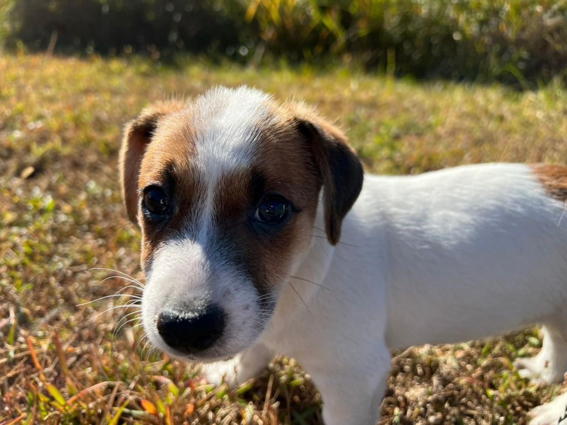 pet-image-3