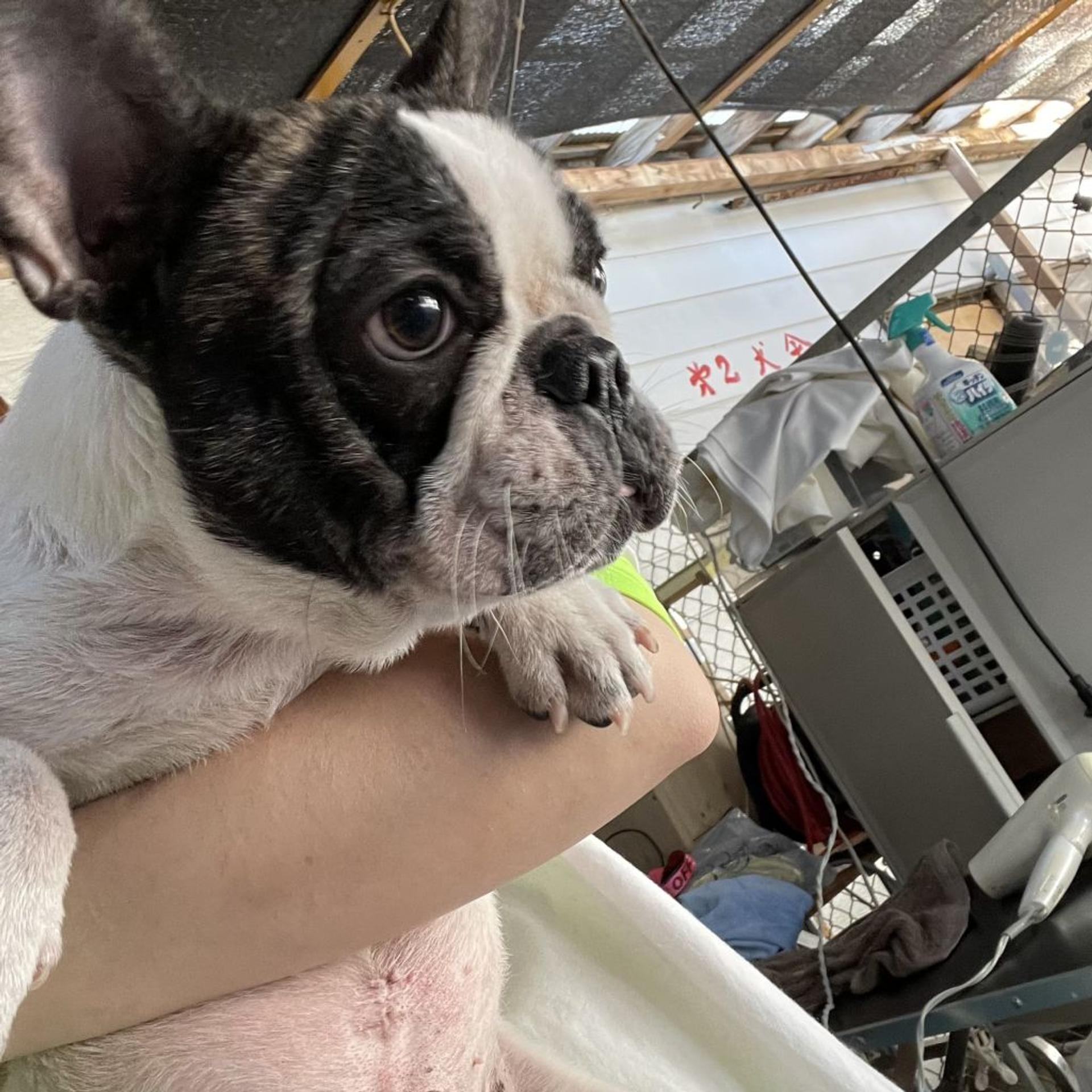 pet-image-2