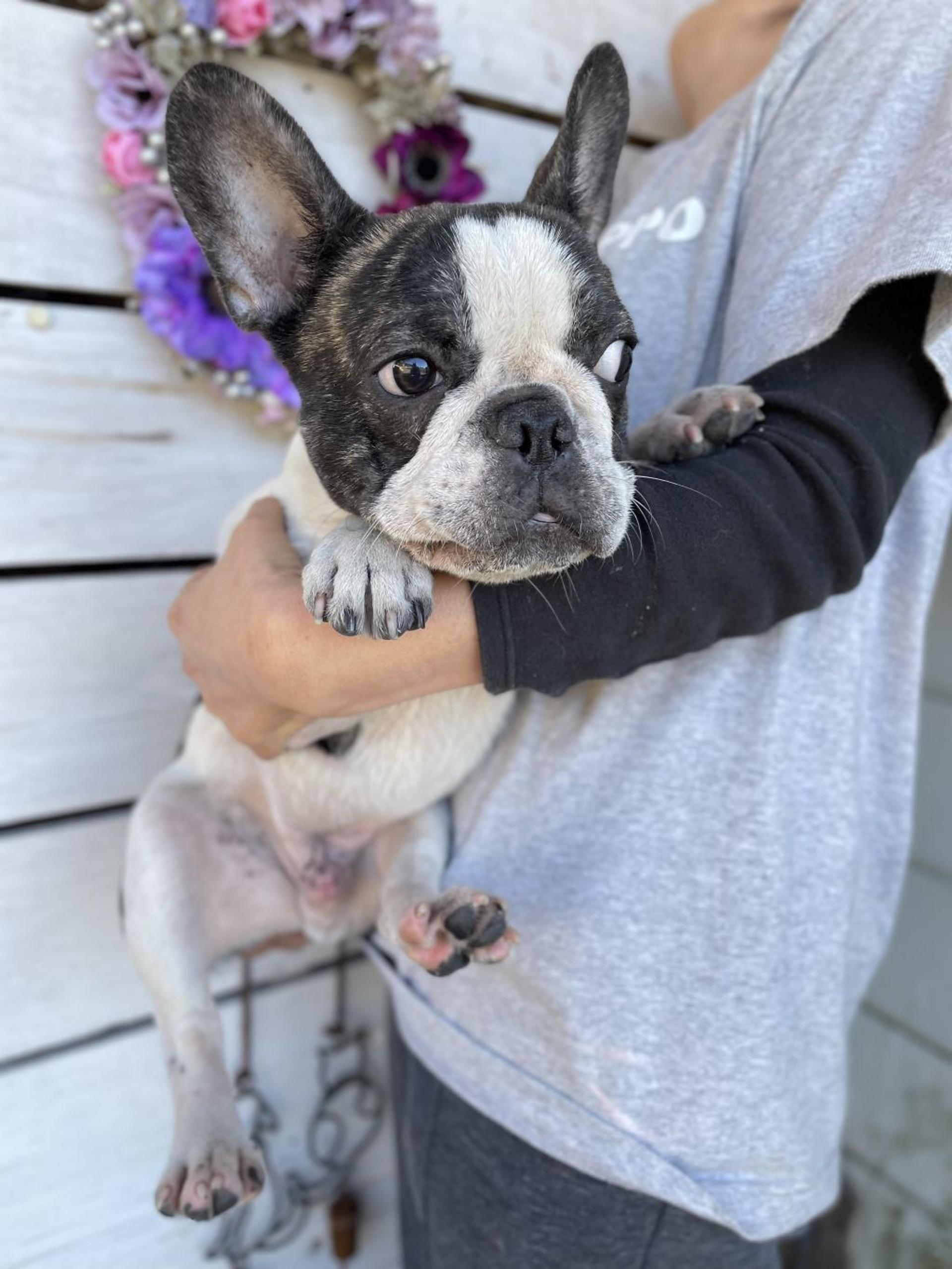 pet-image-3