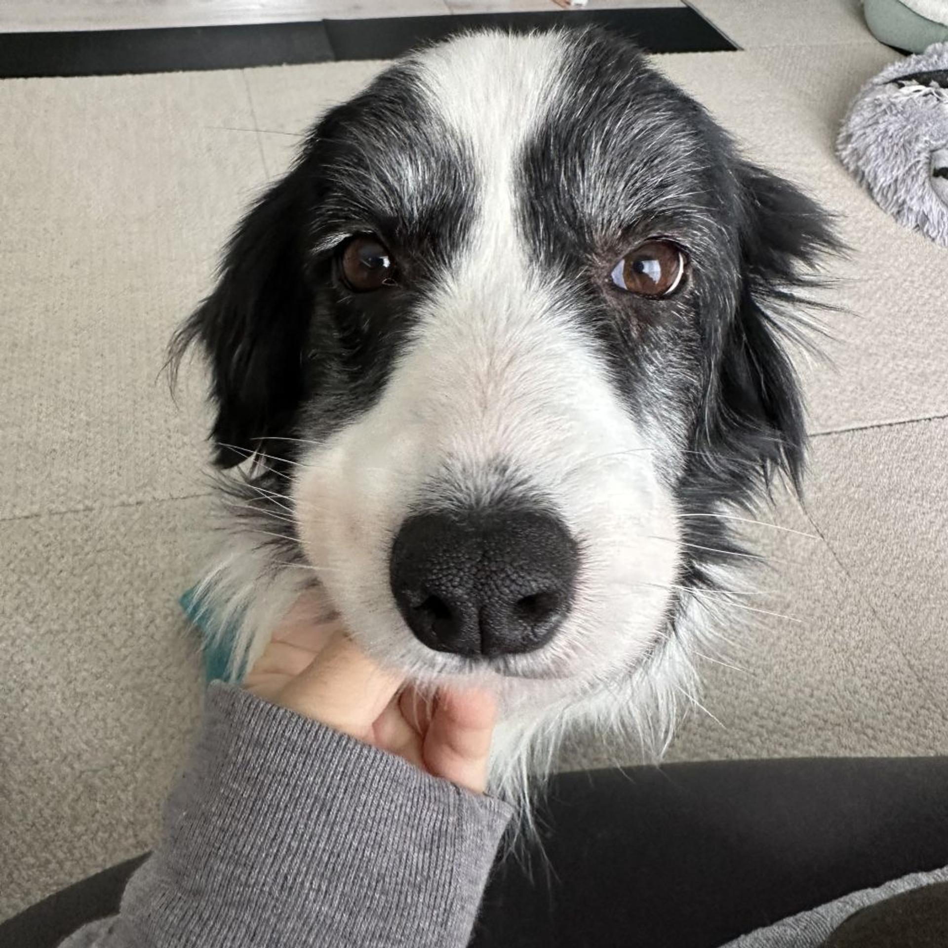 pet-image-2