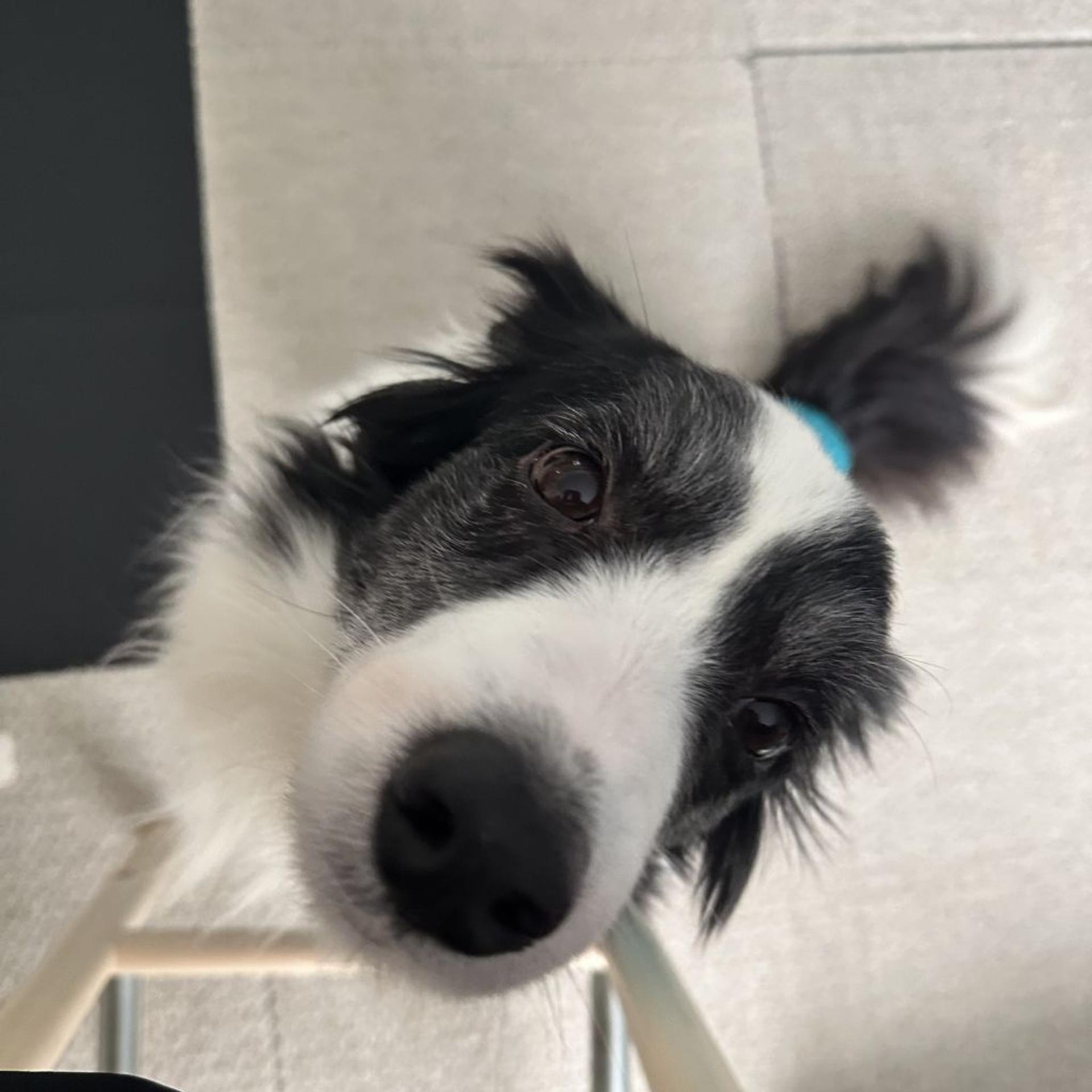 pet-image-4